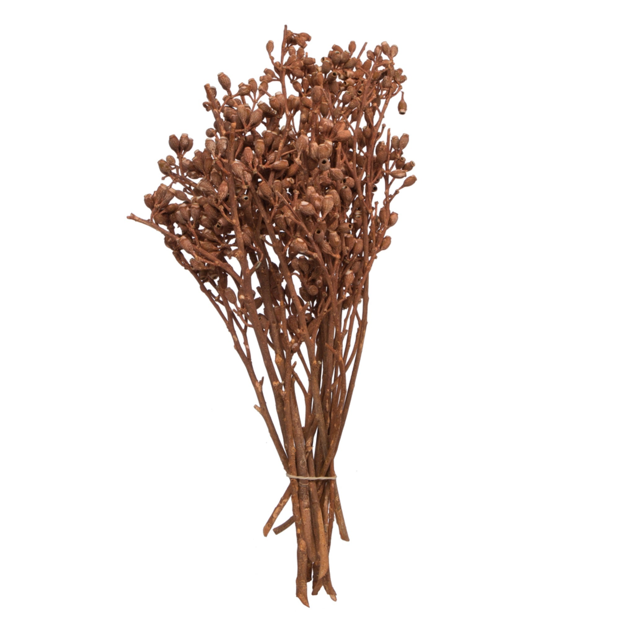 12”x1-3” Eucalyptus Orange Frost 16Pc Bu