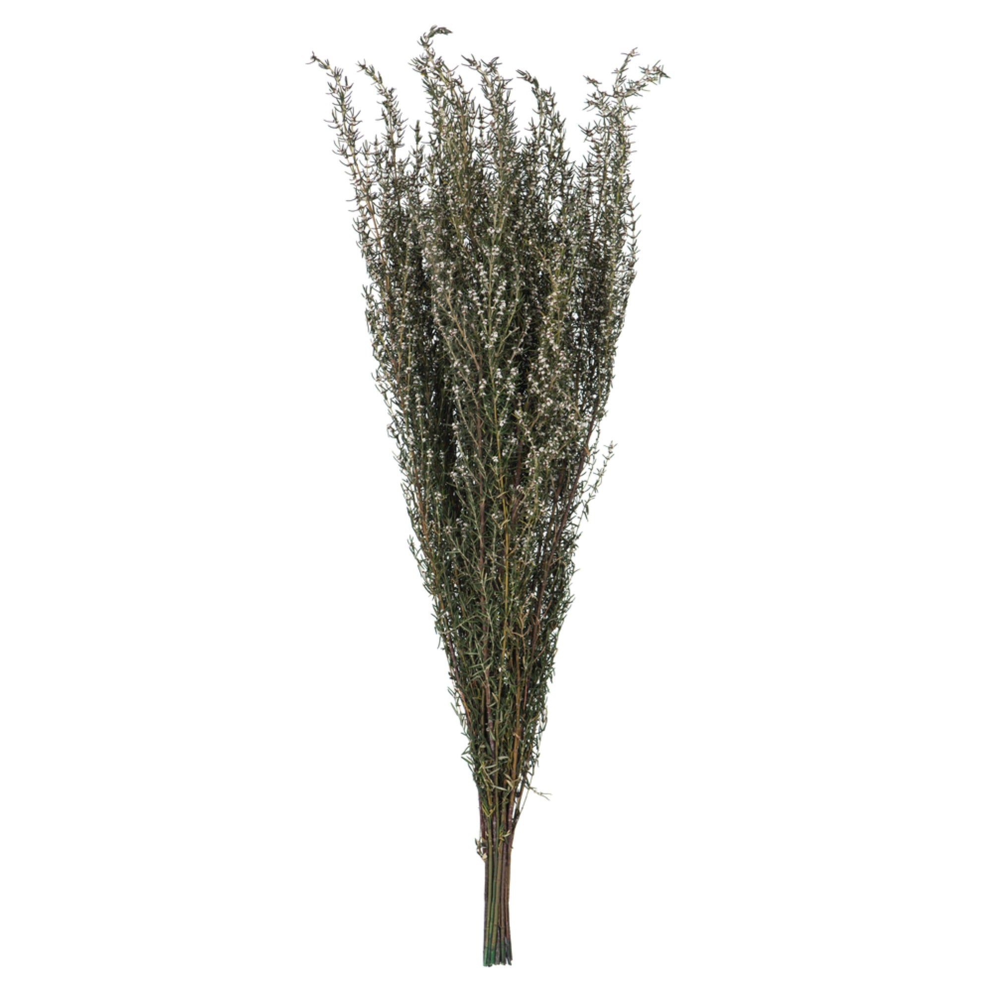 22-26” Natural White Grabia 5-6oz Bundle