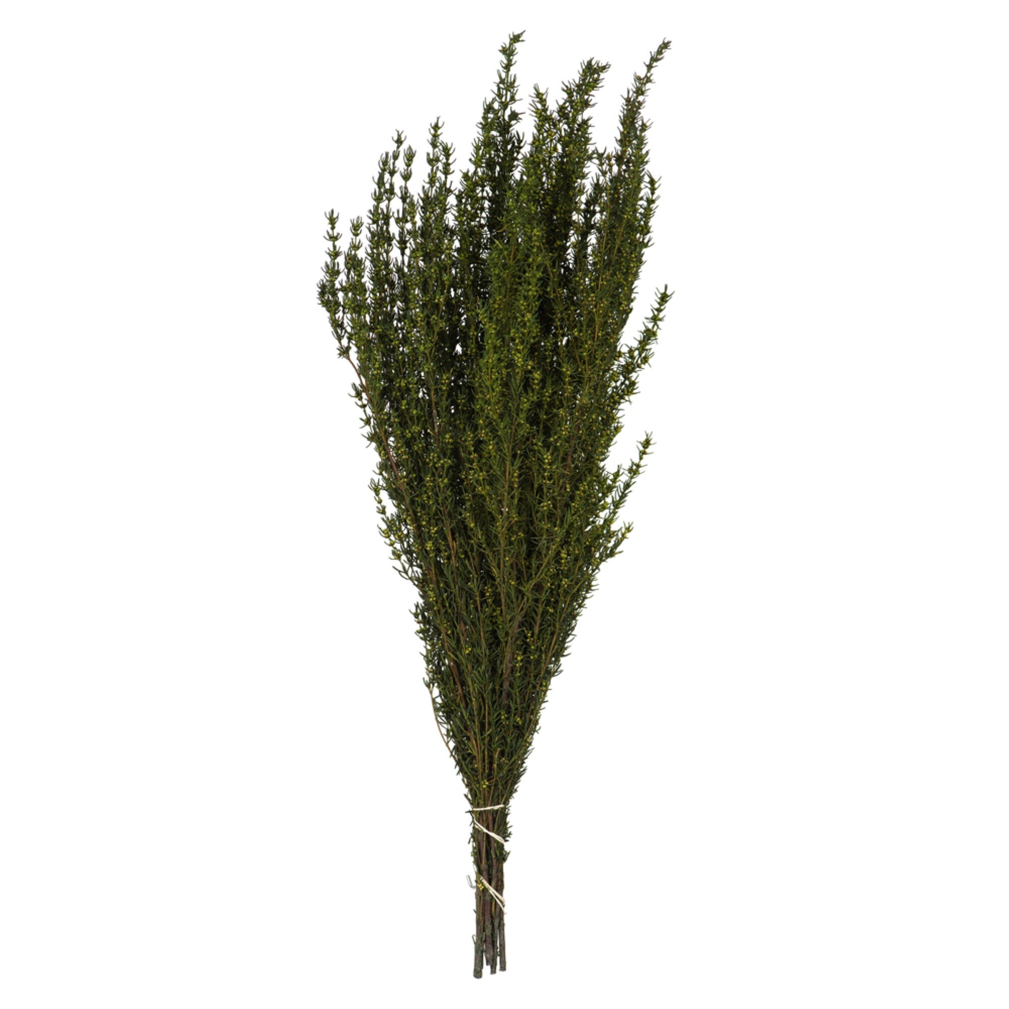 22-26” Basil Grabia 5-6oz Bundle