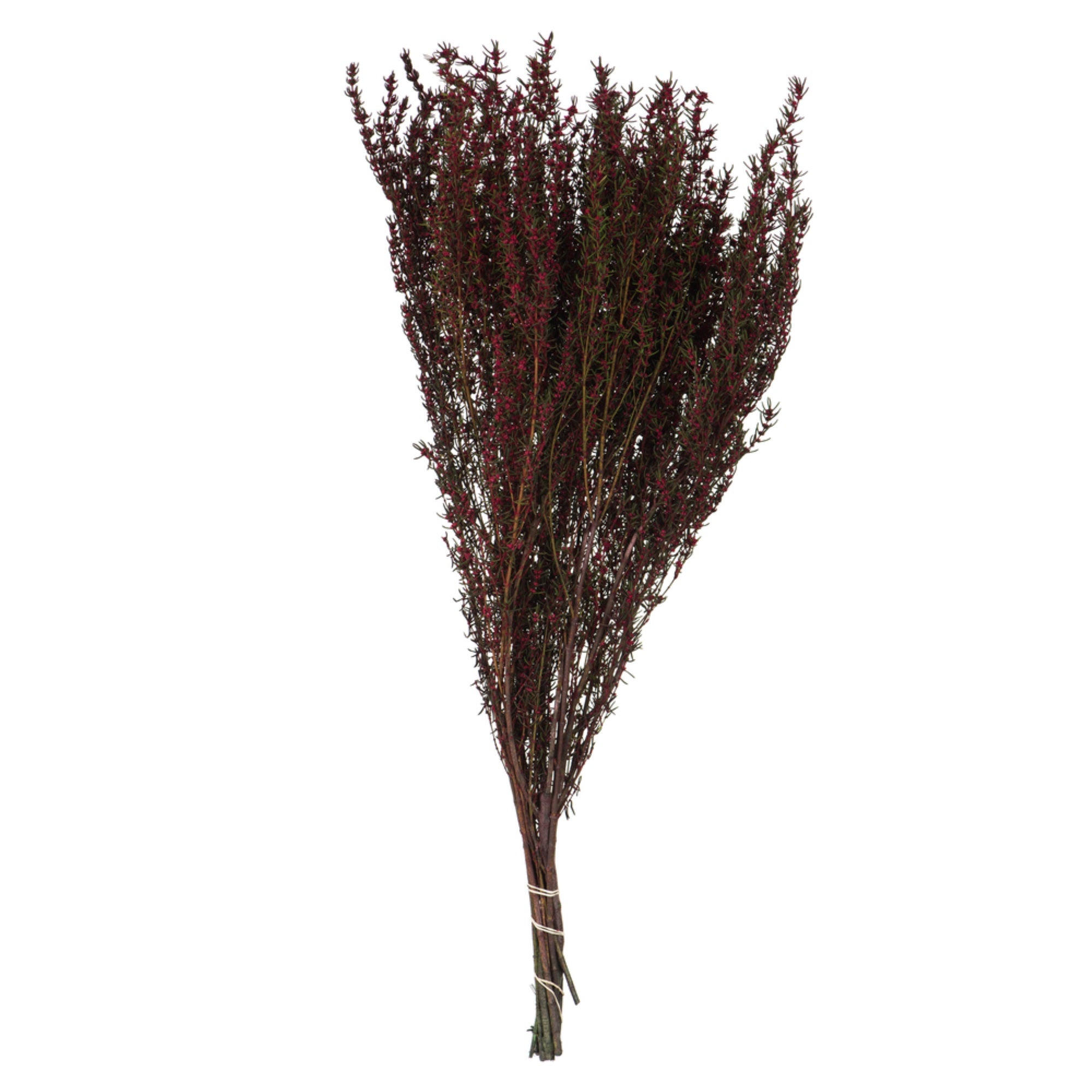 22-26” Merlot Grabia 5-6oz Bundle