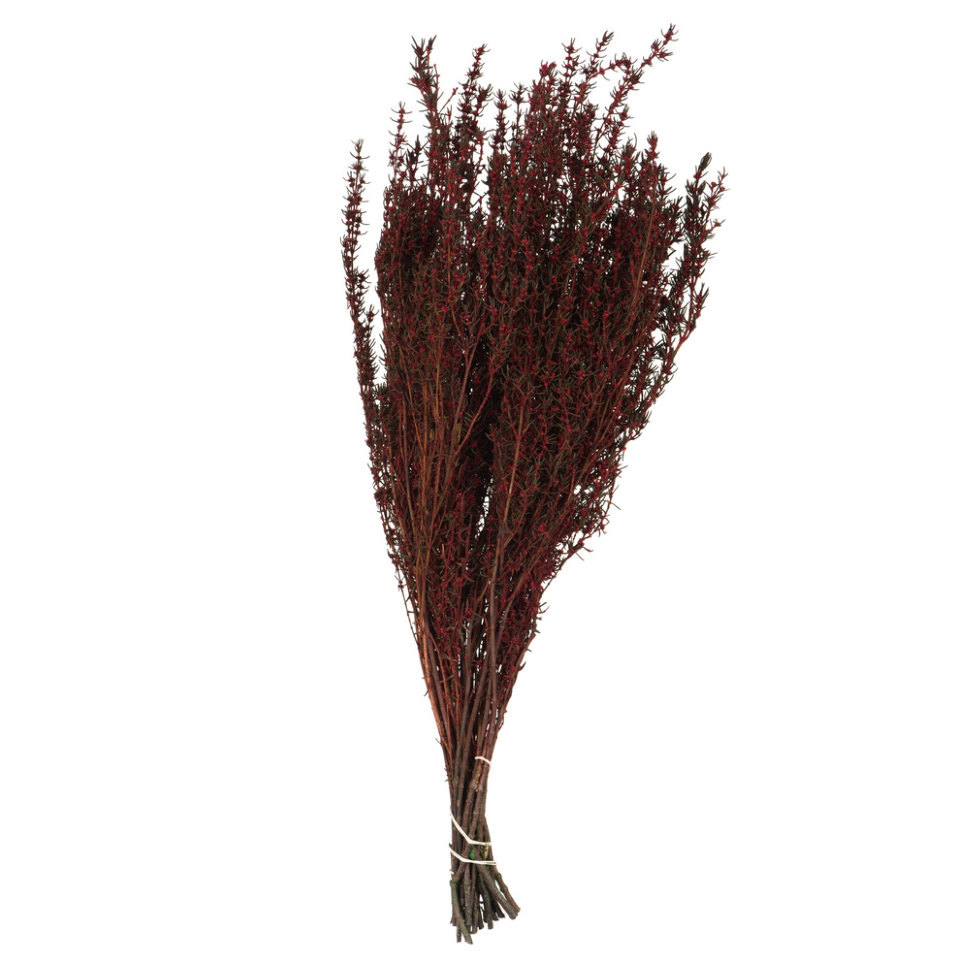 22-26” Red Grabia 5-6oz Bundle