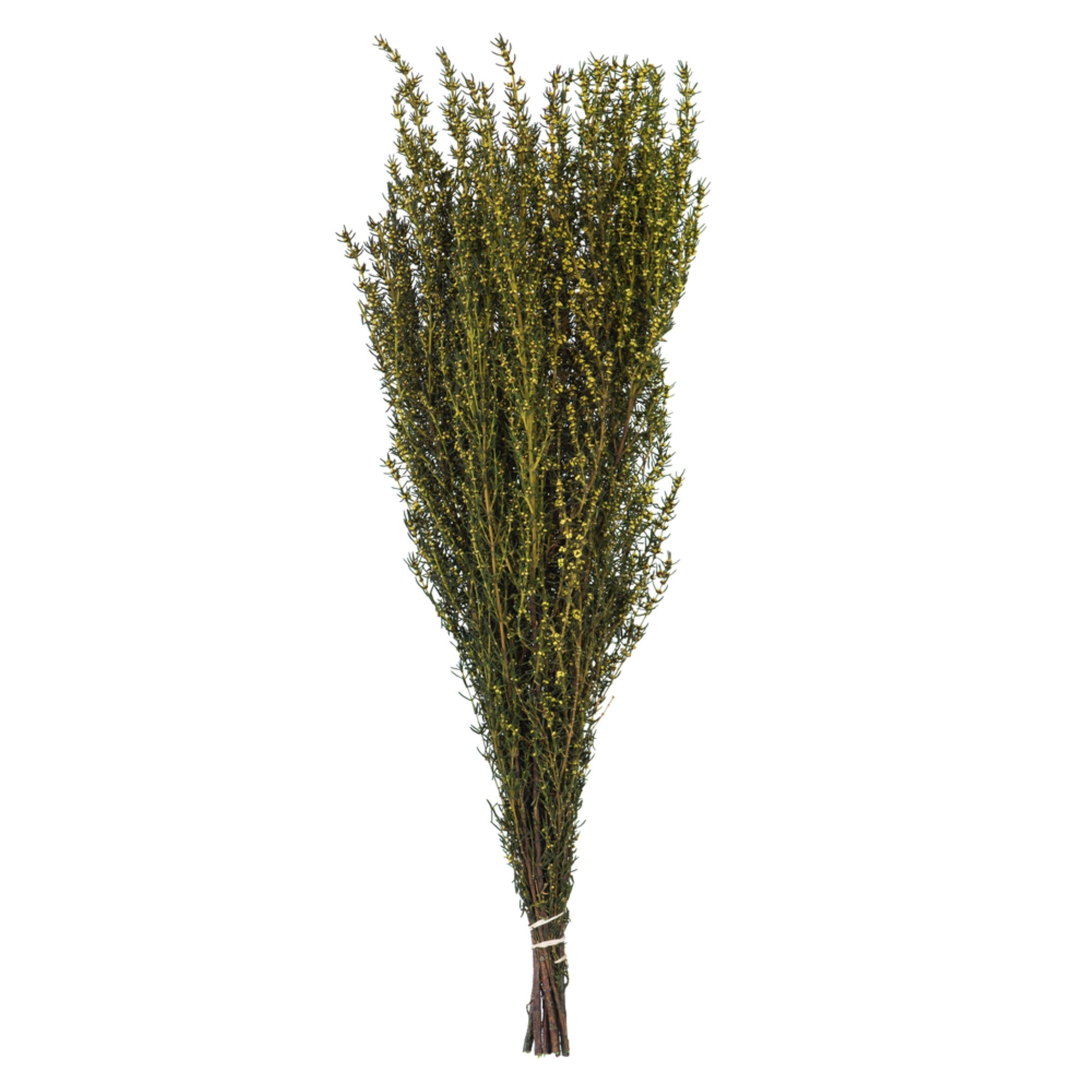 22-26” Yellow Grabia 5-6oz Bundle