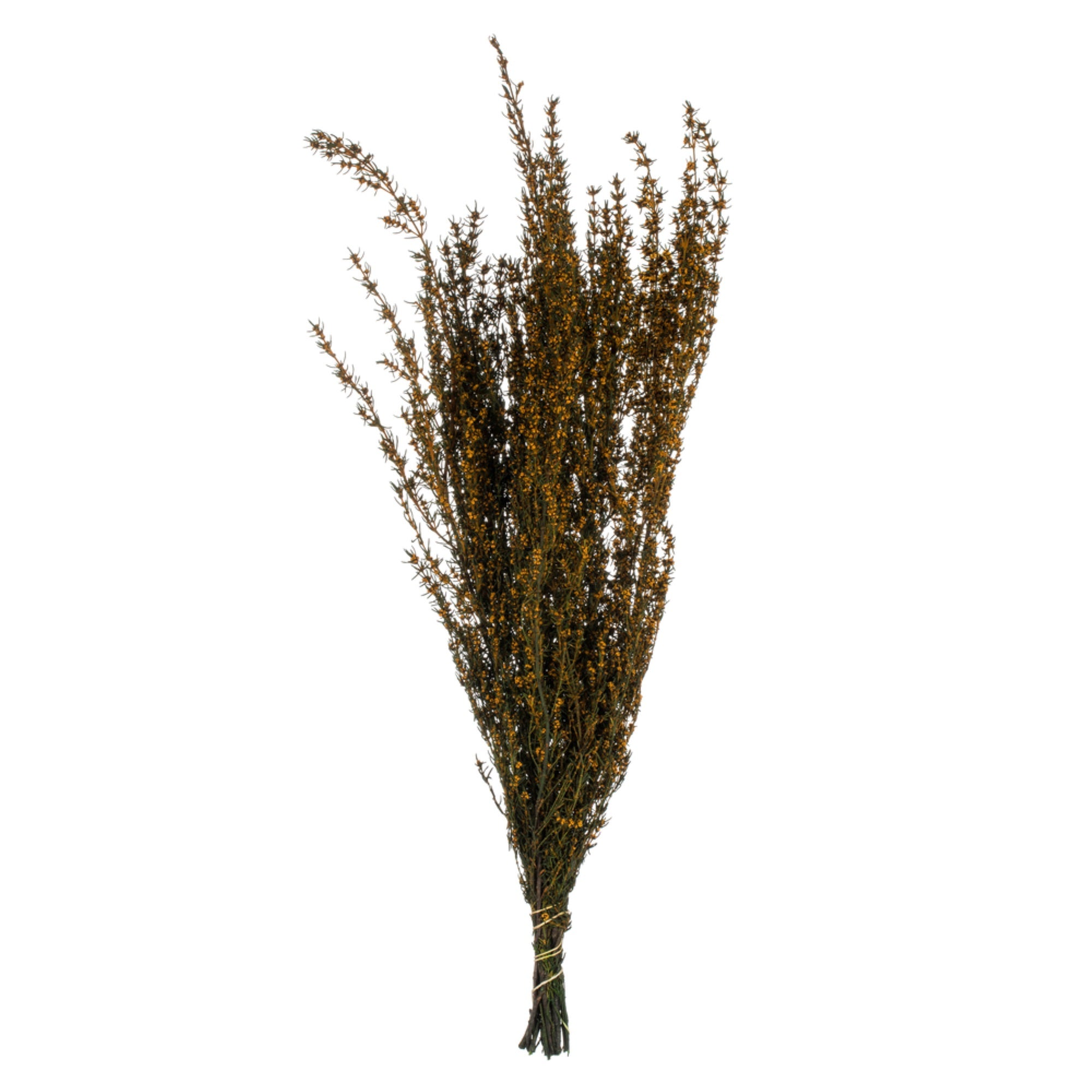 22-26” Aspen Gold Grabia 5-6oz Bundle