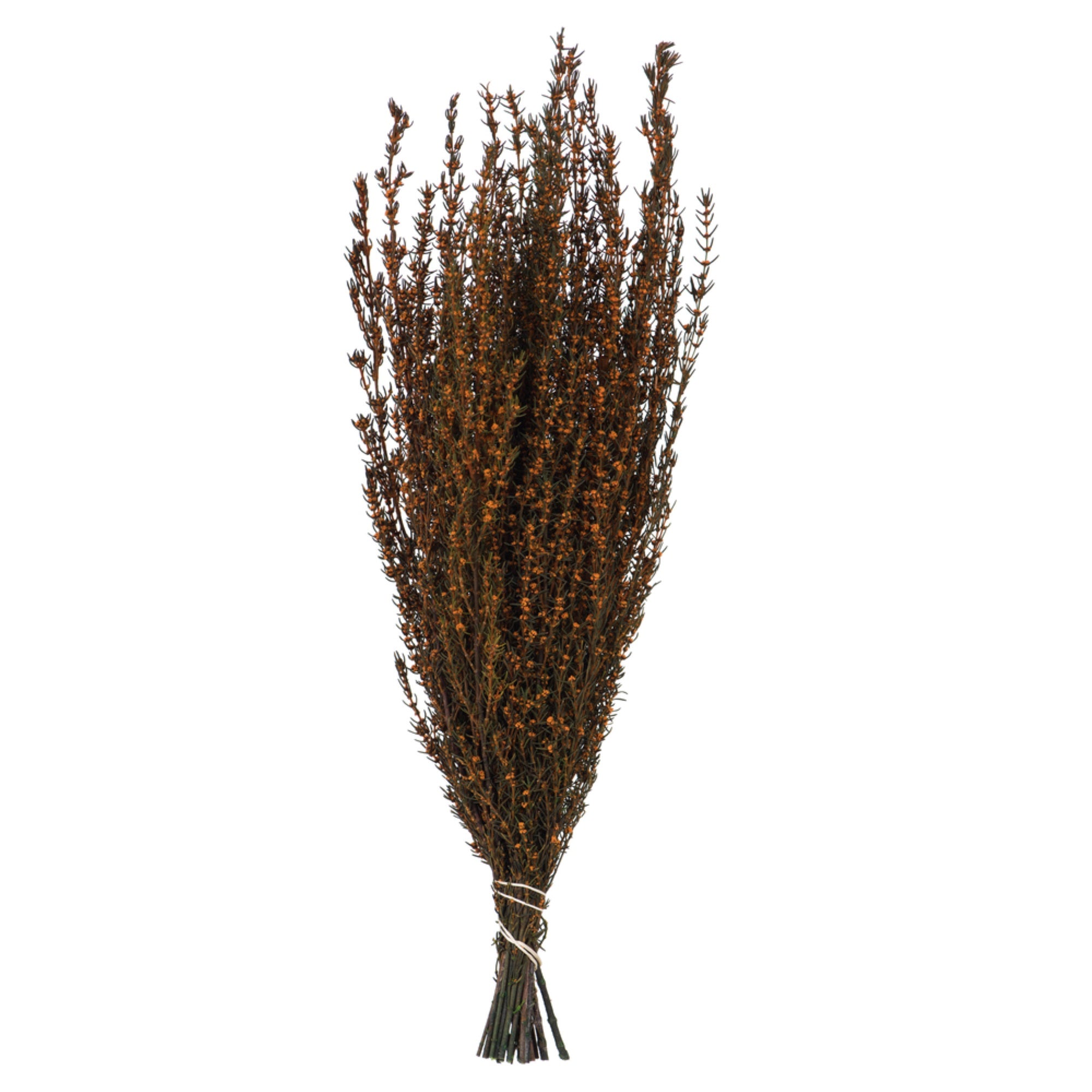 22-26” Autumn Grabia 5-6oz Bundle