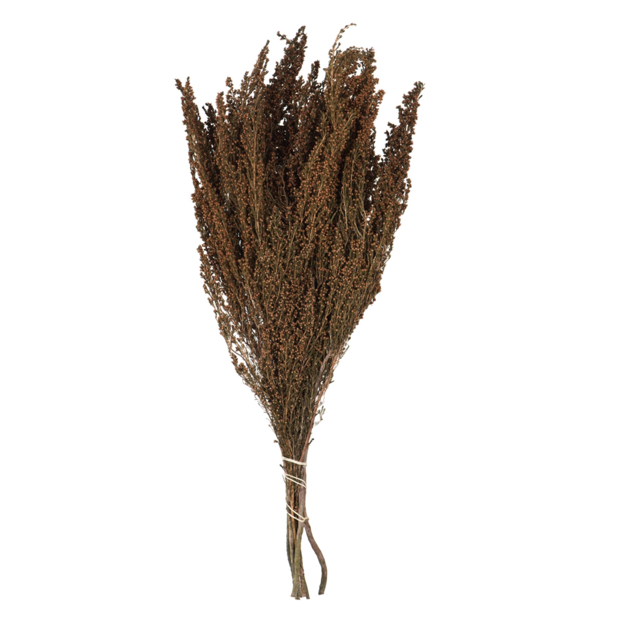 Vickerman 18-20” Brown Heather - 4-5 oz Bundle Preserved