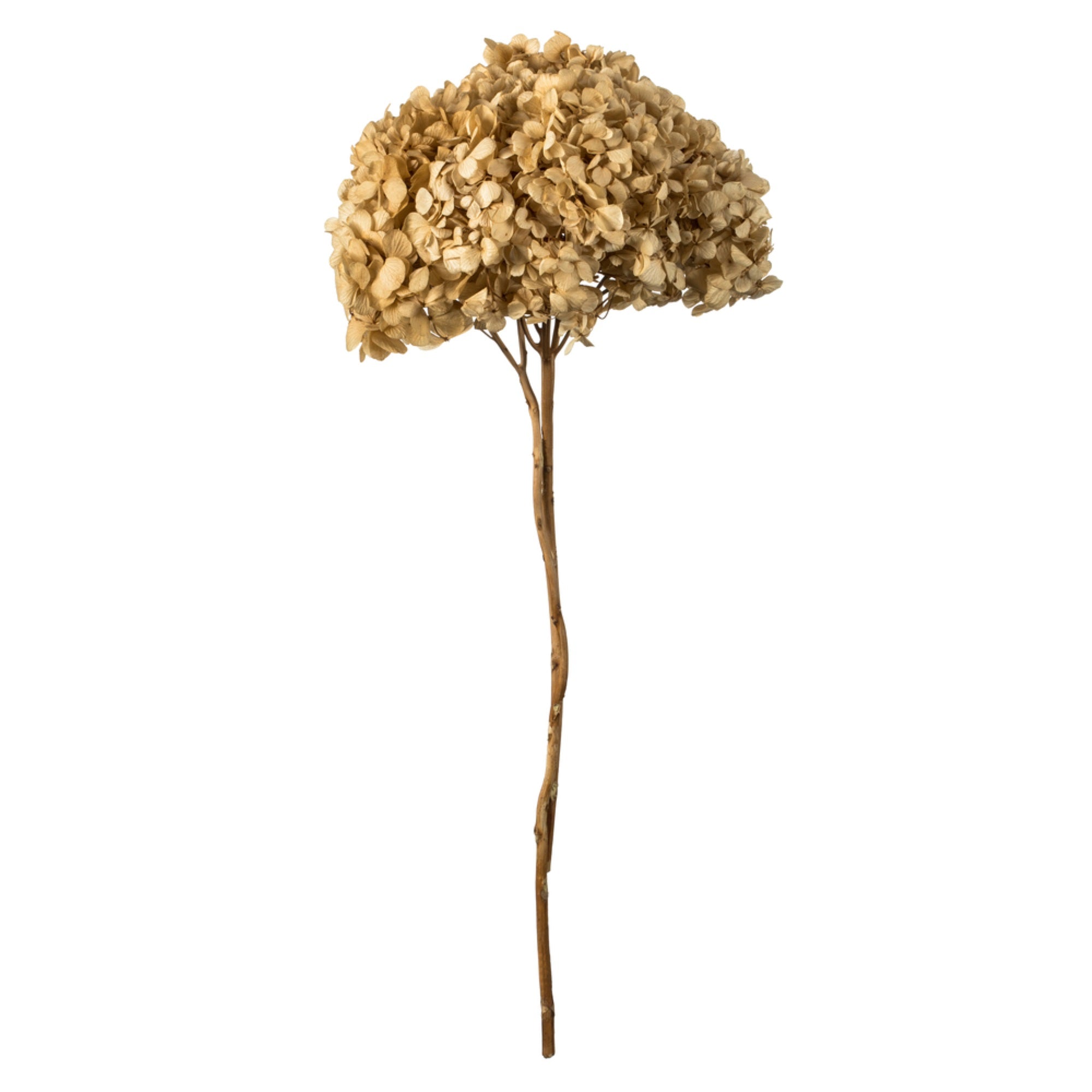 15” Ivory Hydrangea Stem