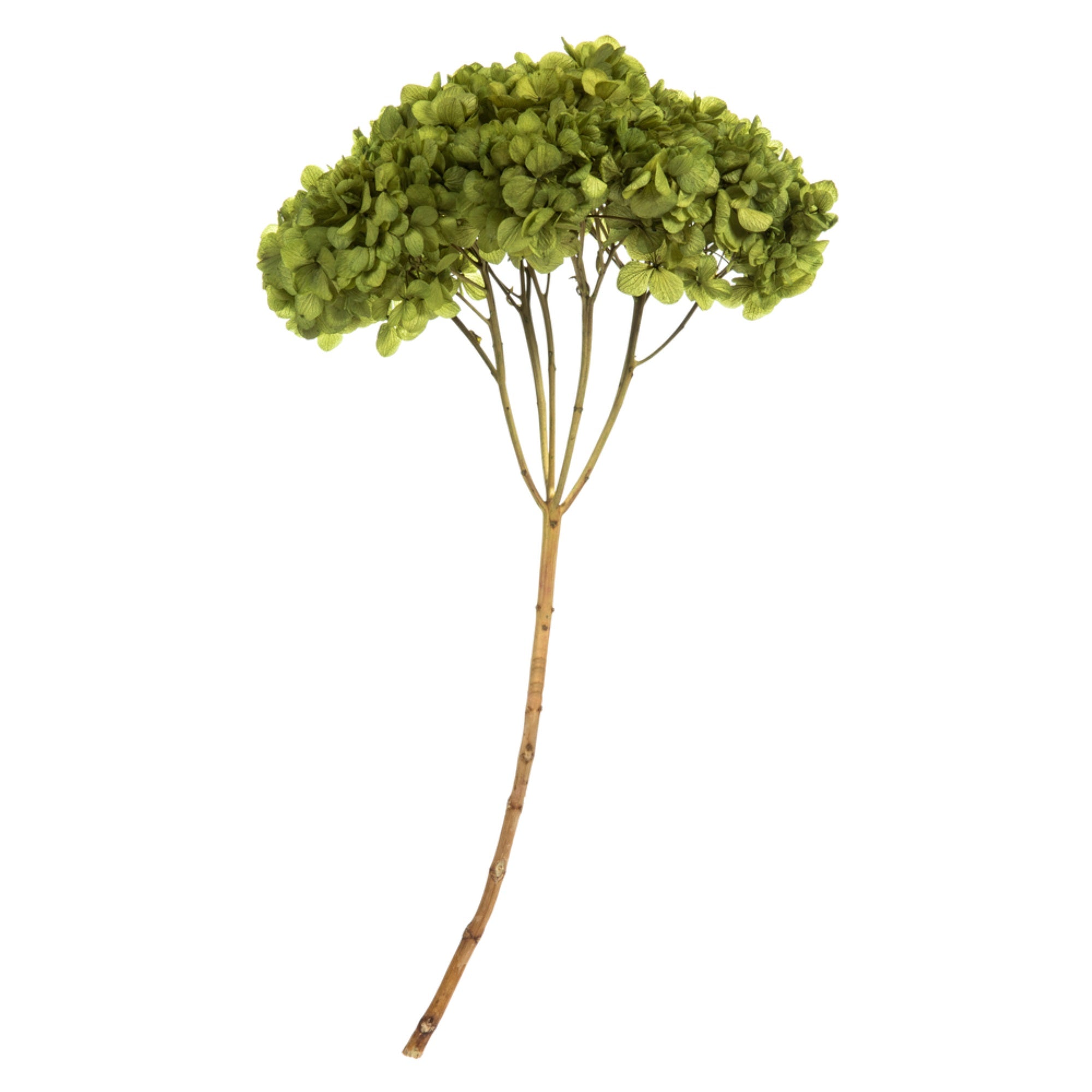 15” Basil Hydrangea Stem