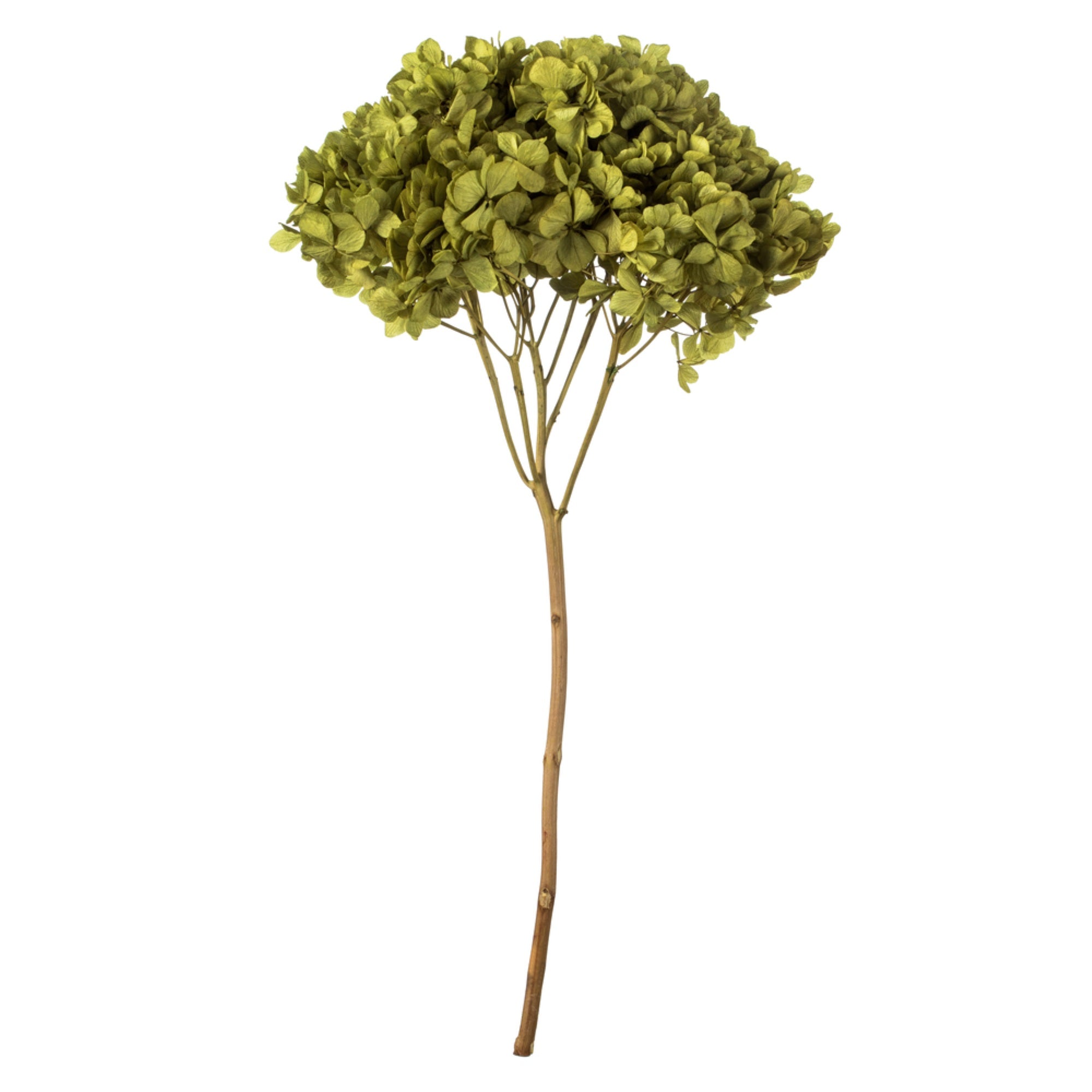 15” Antique Moss Hydrangea Stem