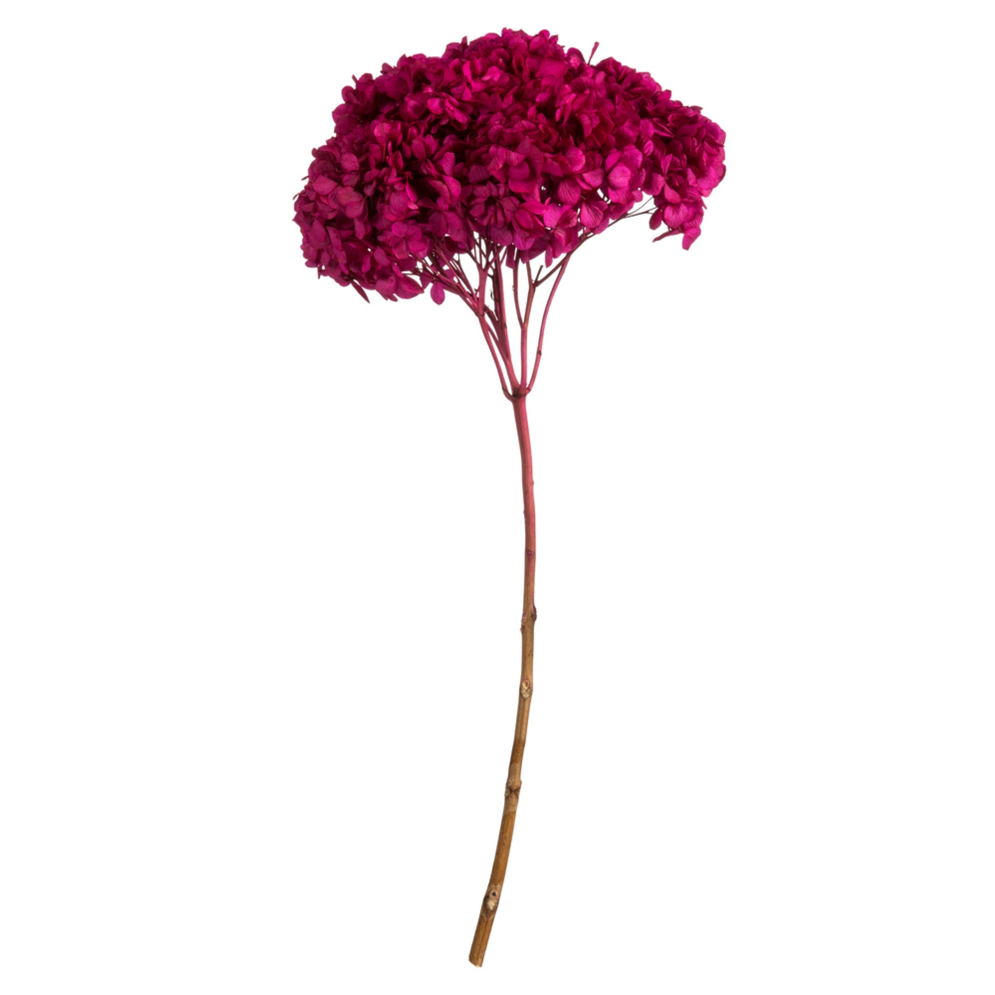 15” Raspberry Hydrangea Stem