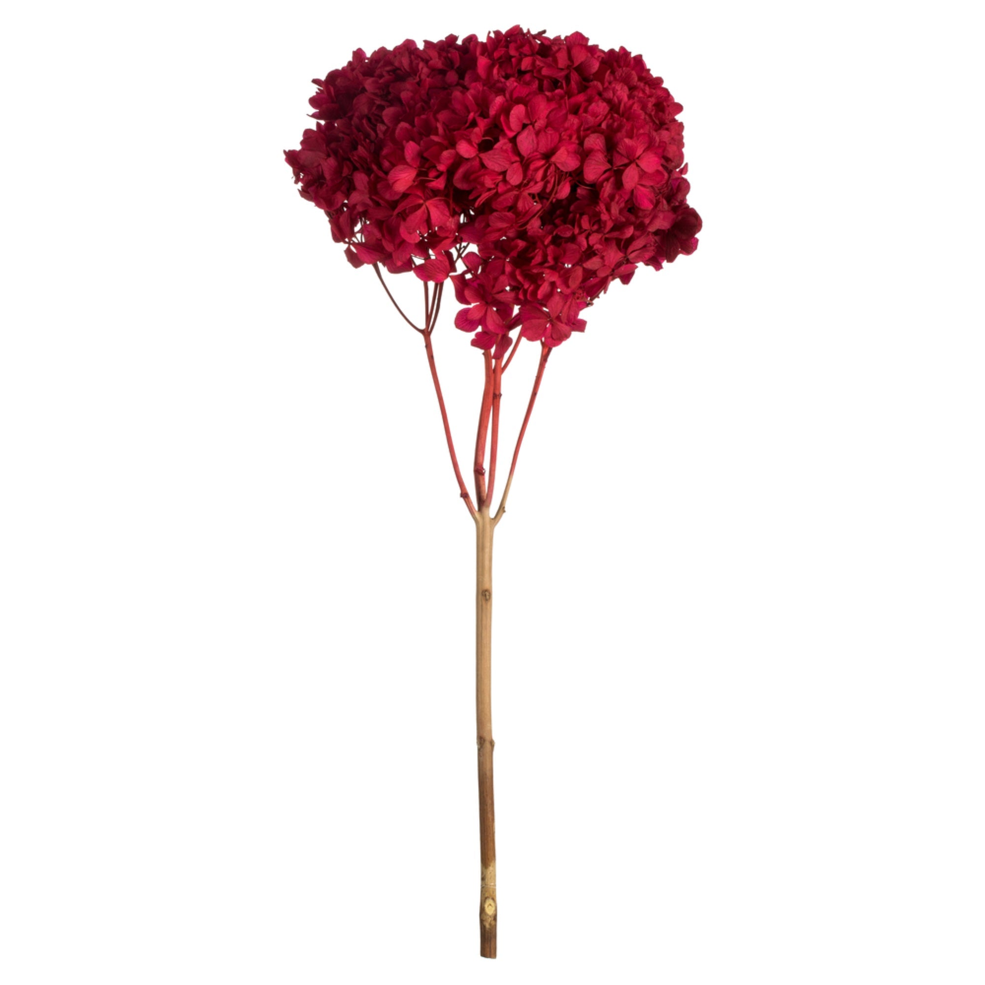 15” Red Hydrangea Stem