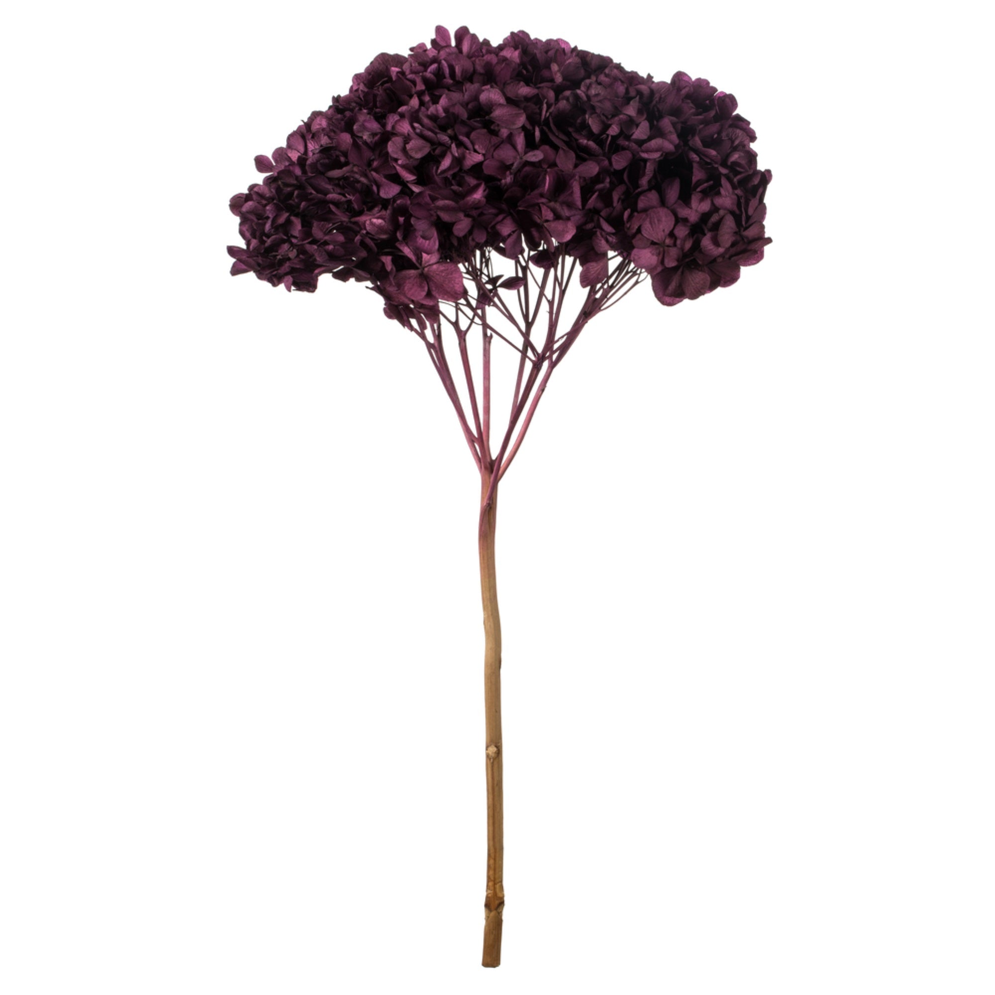 15” True Violet Hydrangea Stem