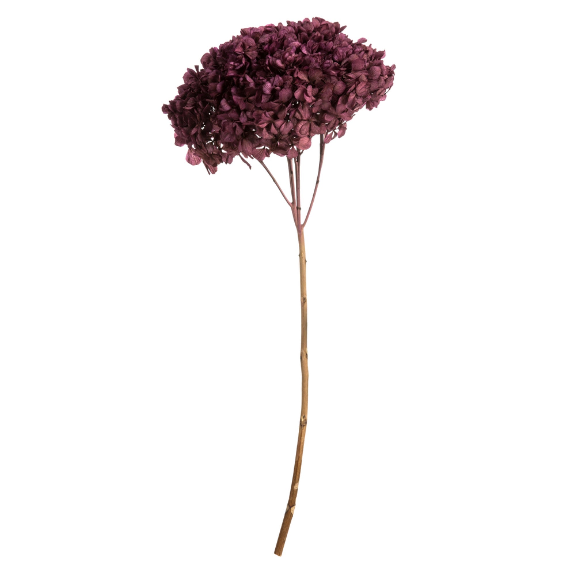 15″ Purple Orchid Hydrangea Stem