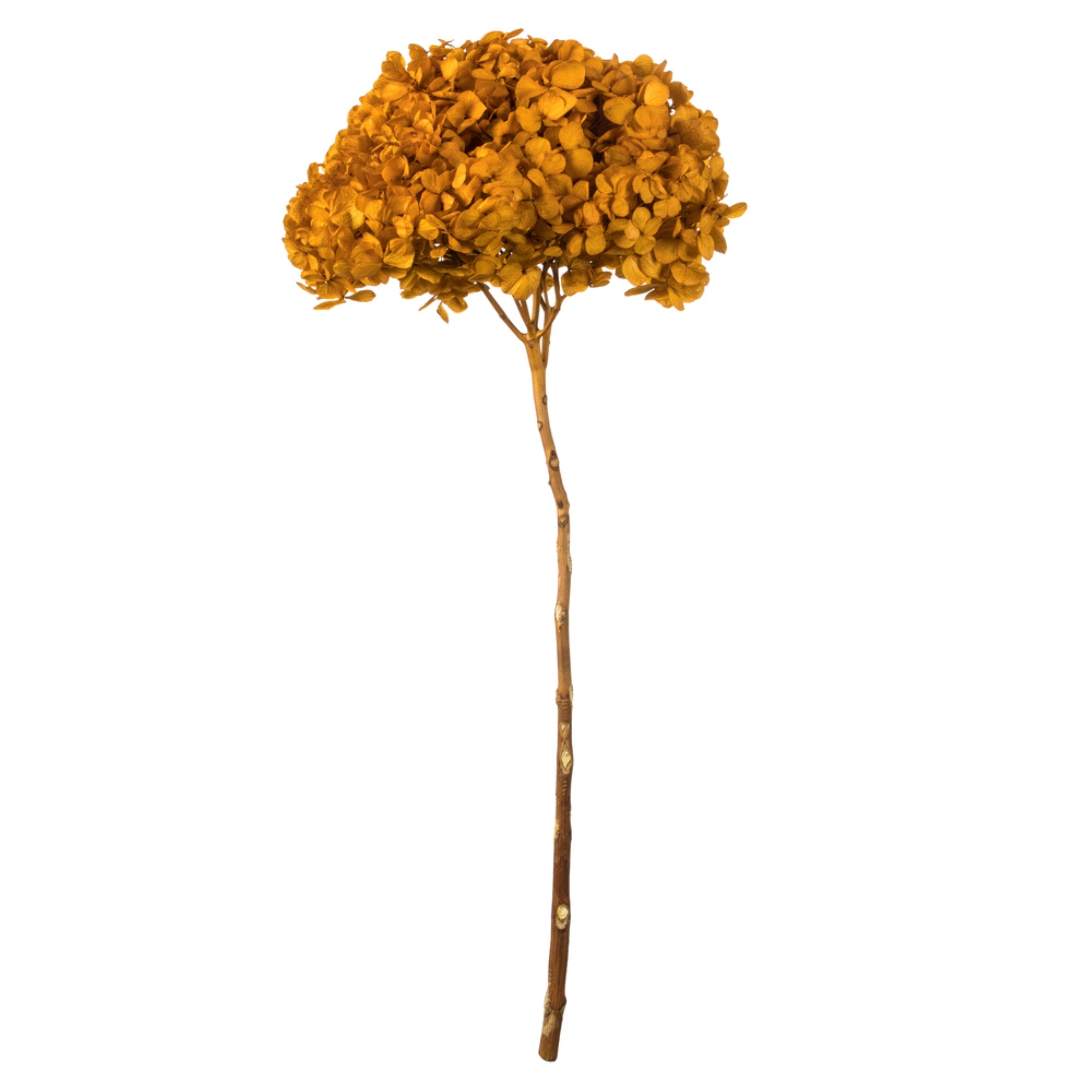 15” Aspen Gold Hydrangea Stem