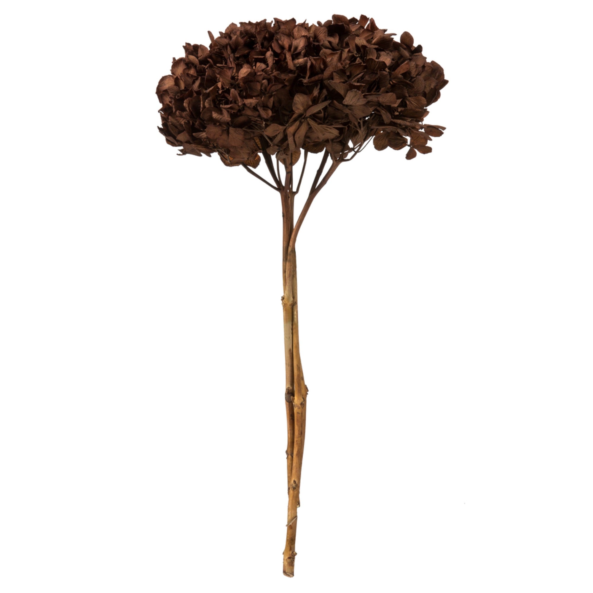 15″ Brown Hydrangea Stem