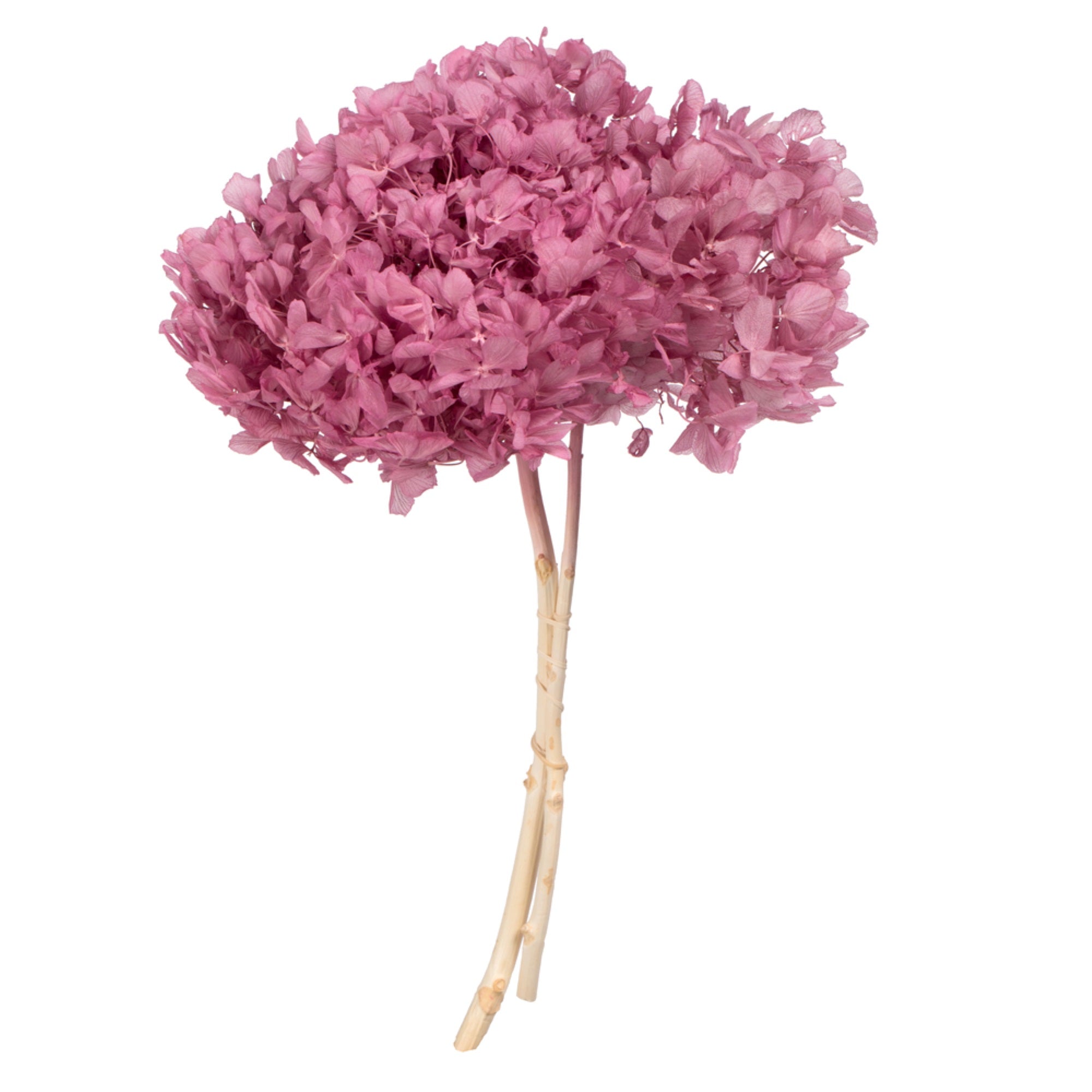15” Brombeer Hydrangea Stem