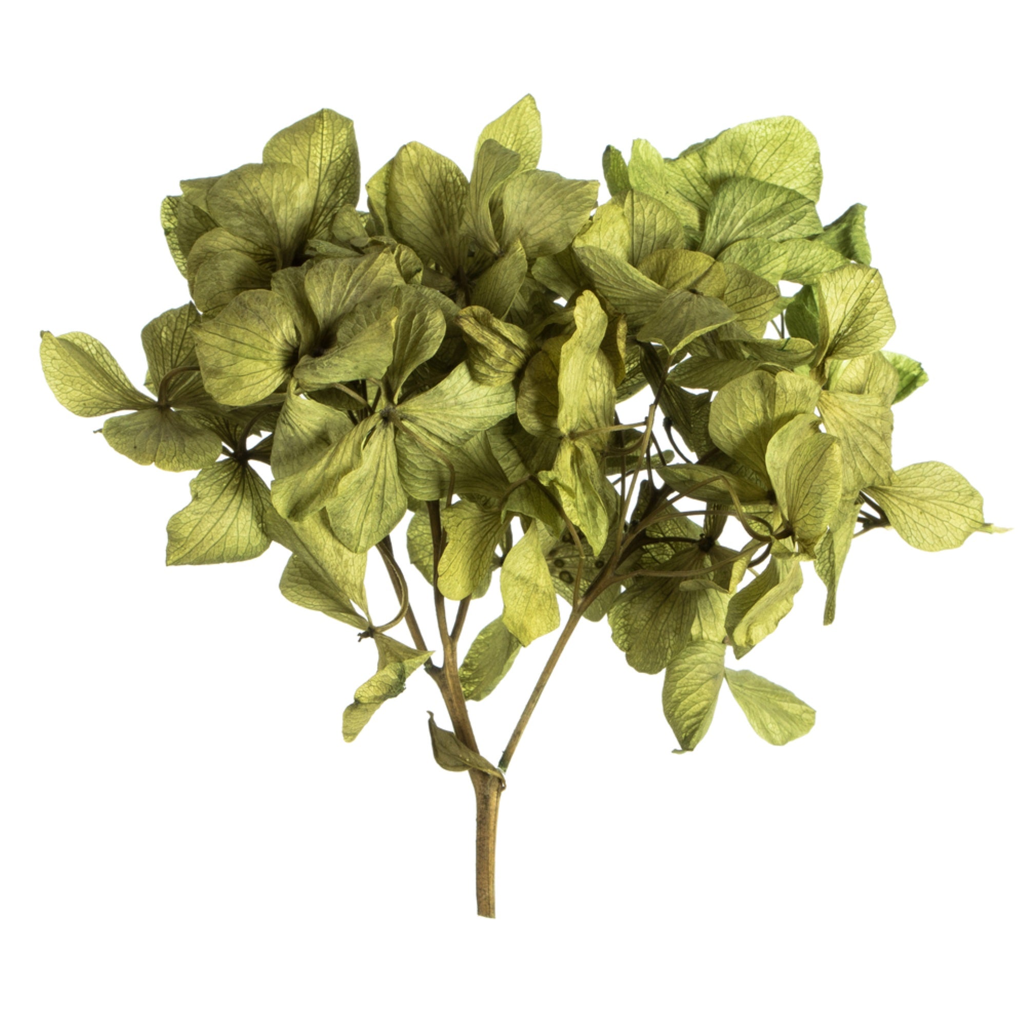 10x3x21” Tray-Basil Hydrangea Pieces