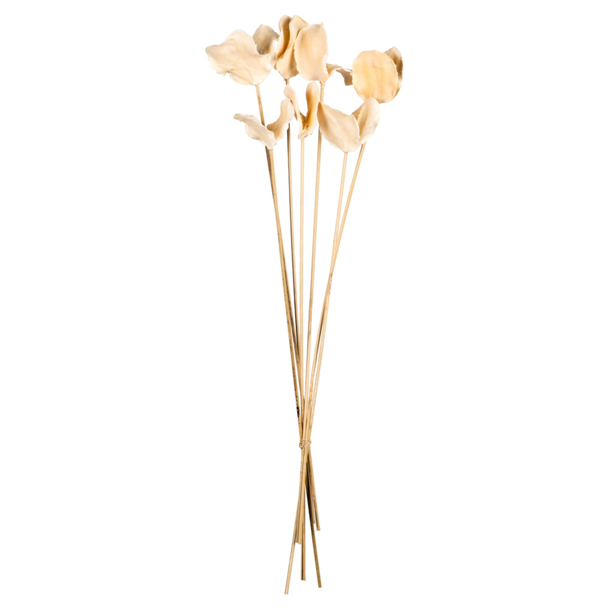 15-17” Bleached Jacaranda Pod Bundle 3Pk