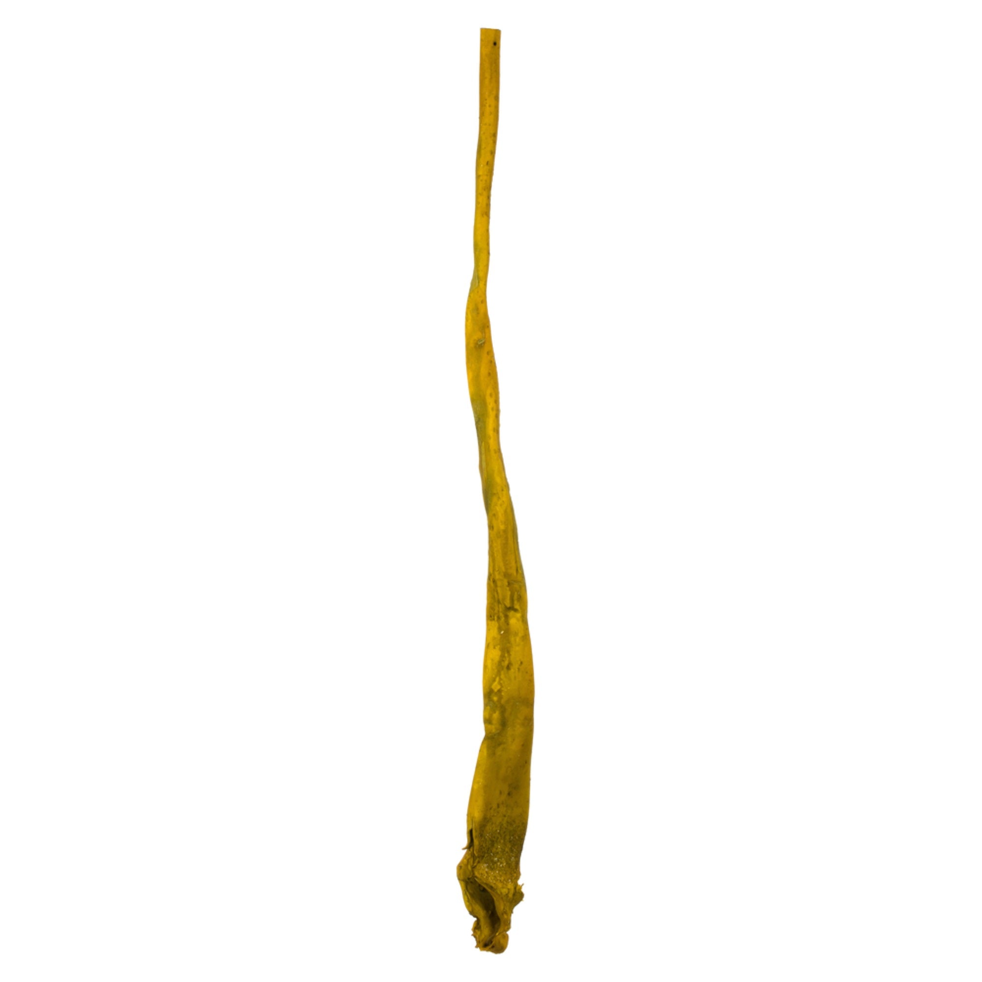 36-38” Basil Sea Kelp - 1/Pk