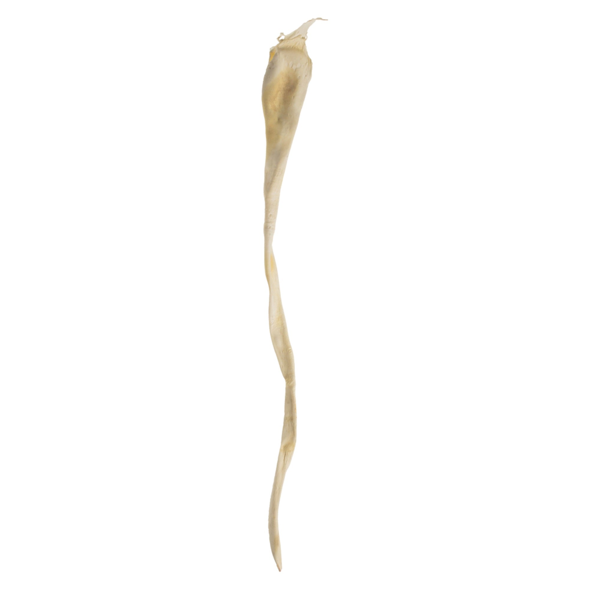 36-38” Bleached Sea Kelp - 1/Pk