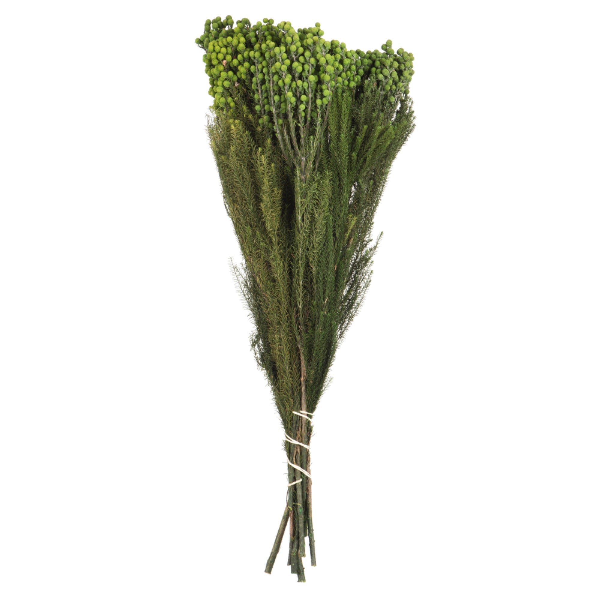 Vickerman 12-15” Green Lanuginosa 5-6 oz Bundle Preserved