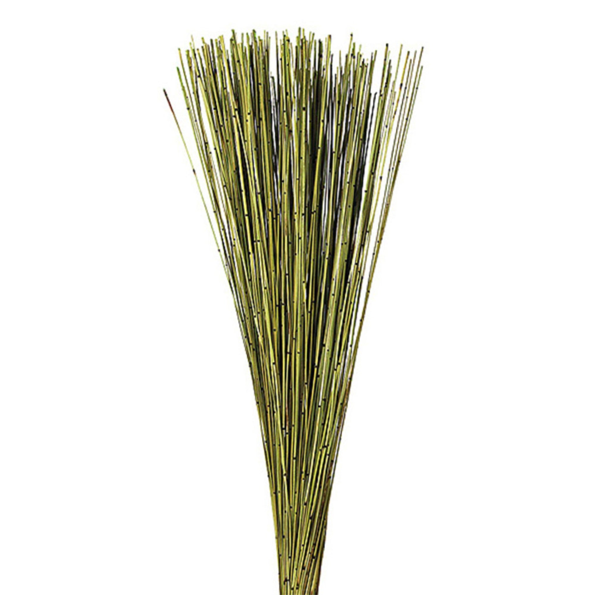 30” Basil Marsh Reed Bundle 10oz