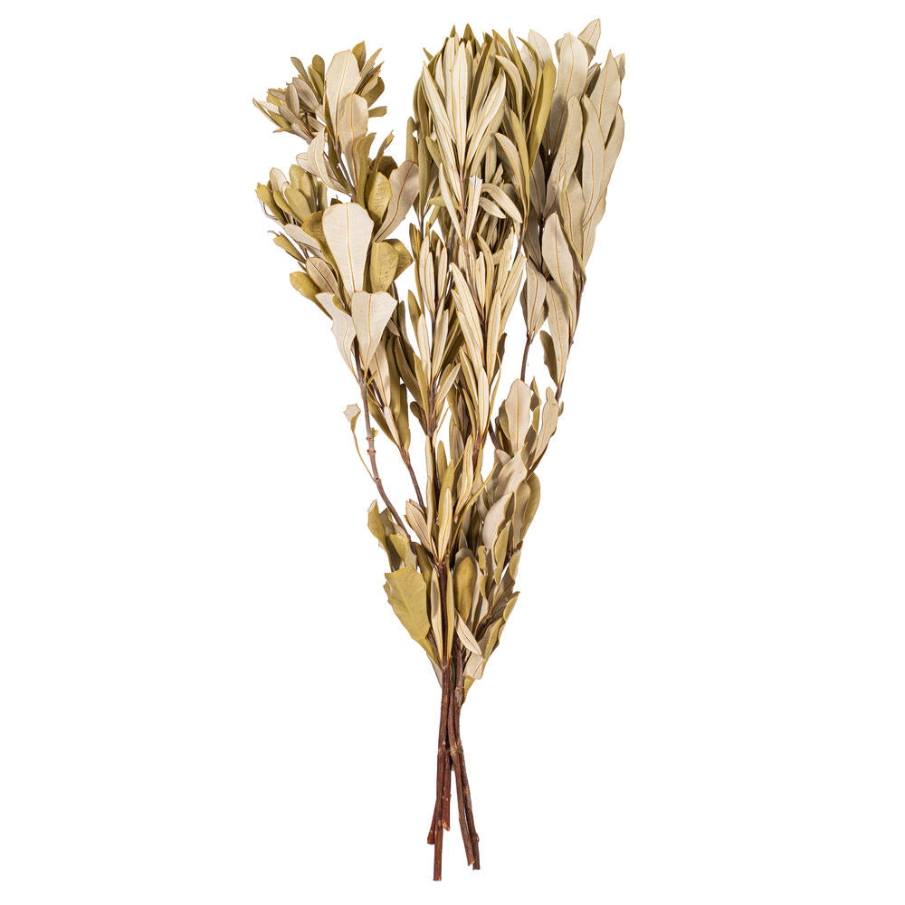 20-24” Natl Mealy Banksia Foliage 4.4oz