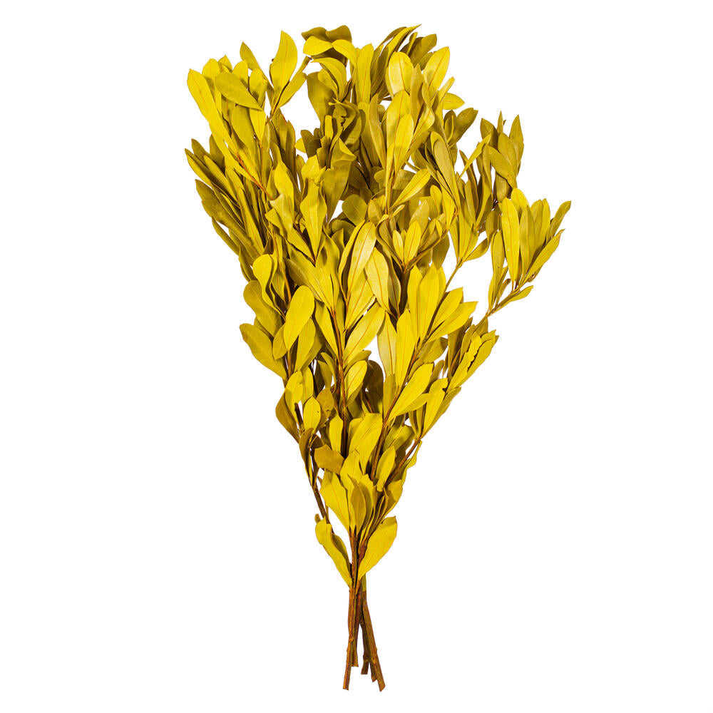 20-24” Basil Mealy Bnksia Foliage 4.4oz