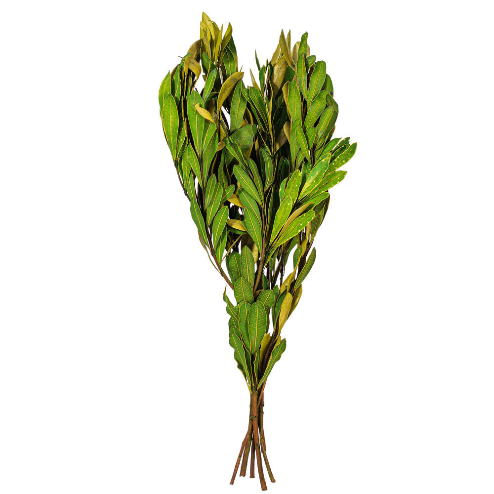 20-24” Drk Grn Mealy Bnksia Folge 4.4oz