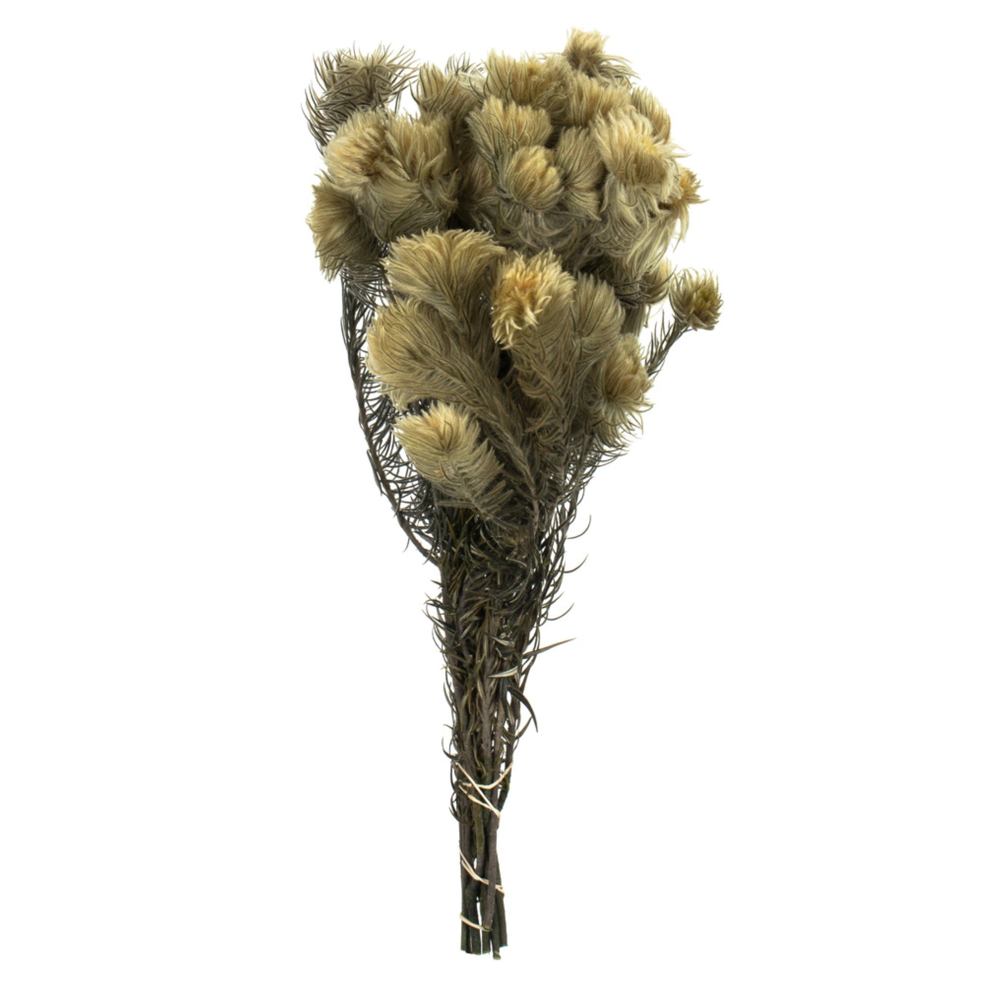 15-18” Nat Green Phyliscens Bundle 6oz
