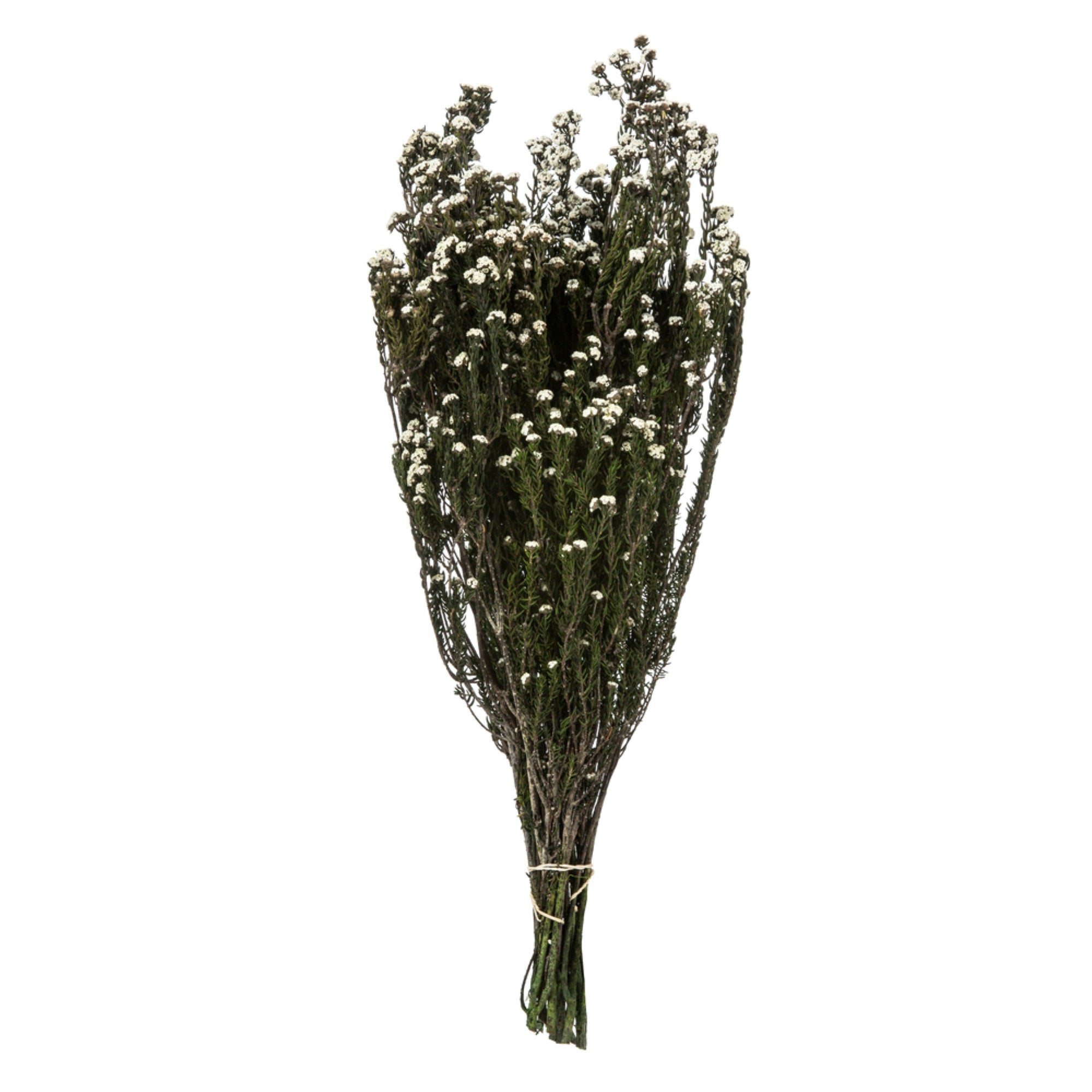 12-22” Nat White Phylica Bundle 10oz