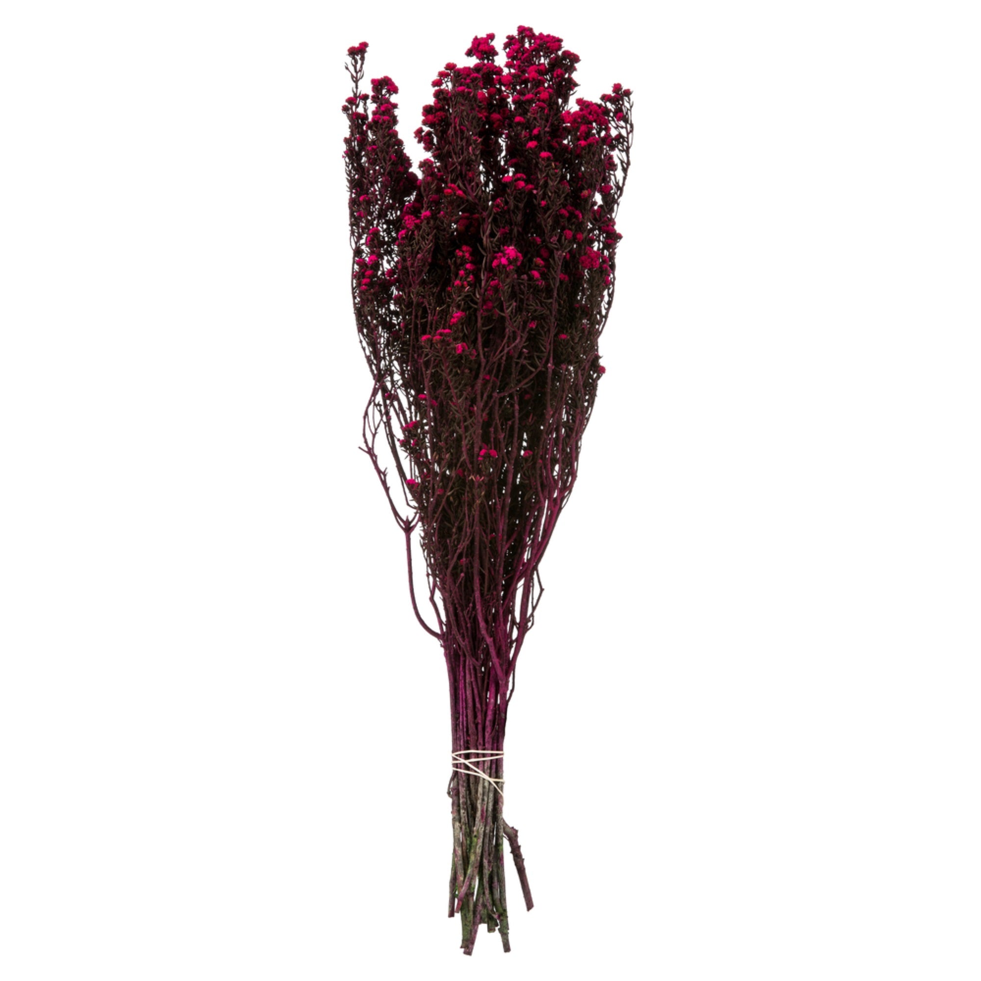 12-22” RaspberryPhylica Bundle 10oz