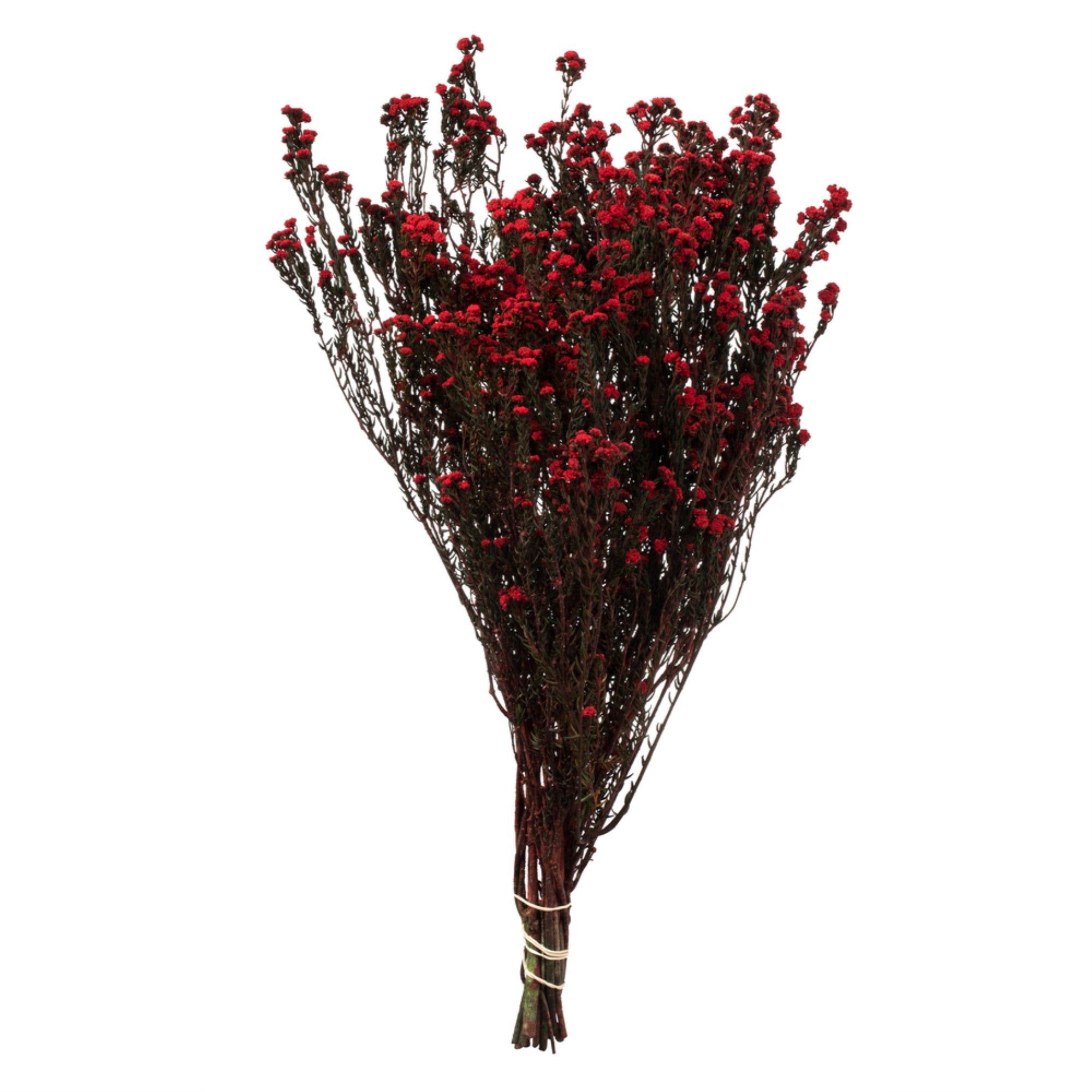 12-22” Red Phylica Bundle 5oz