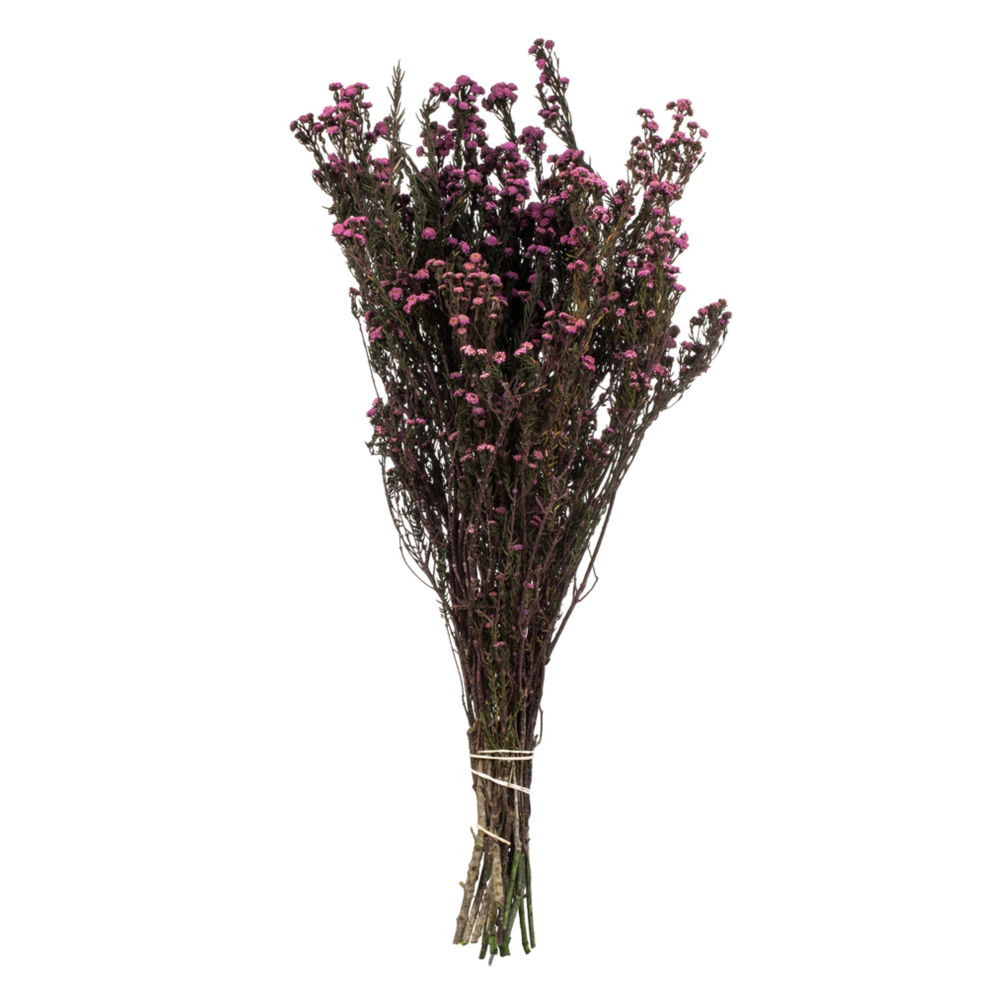 12-22” Violet Phylica Bundle 5oz