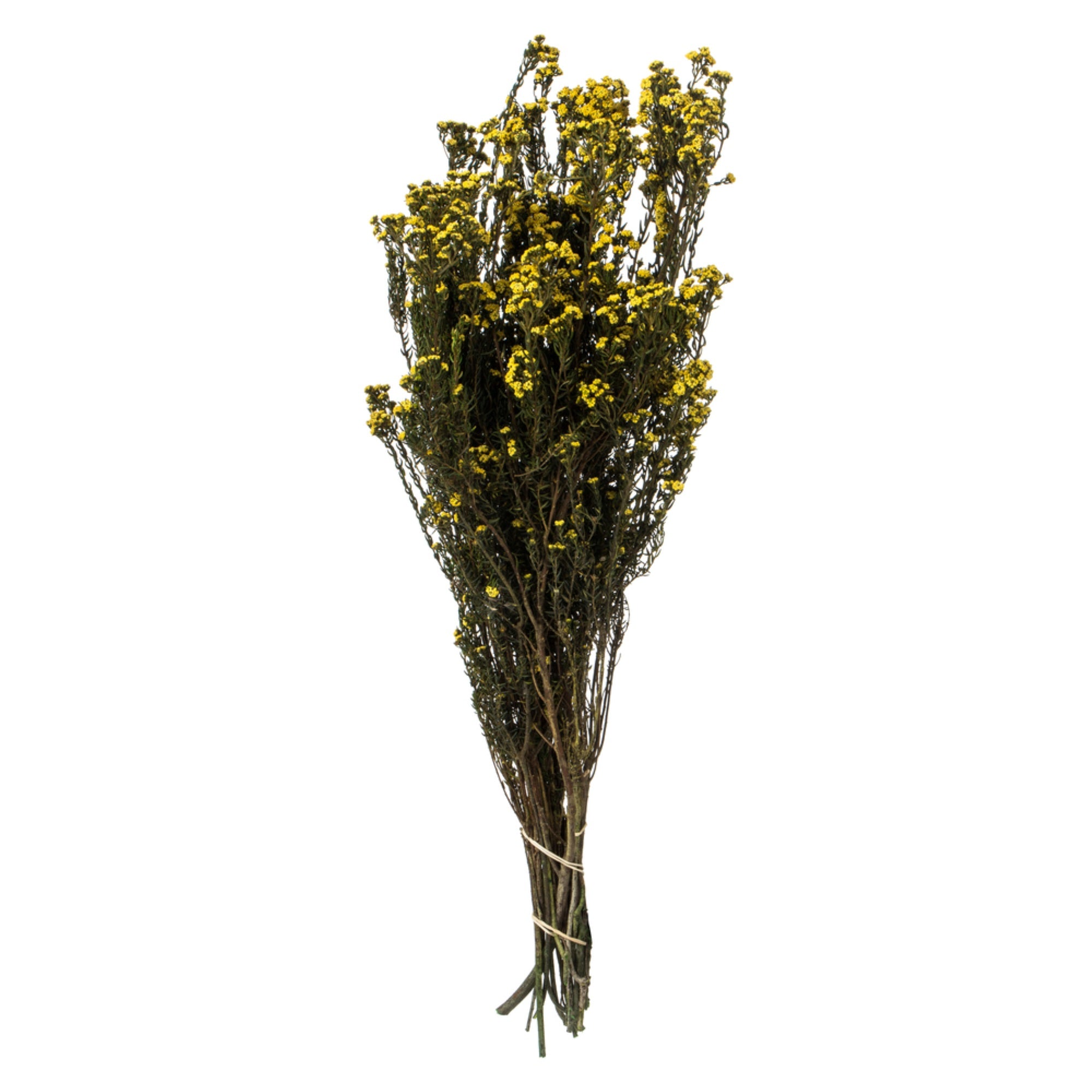 12-22” Yellow Phylica Bundle 5oz
