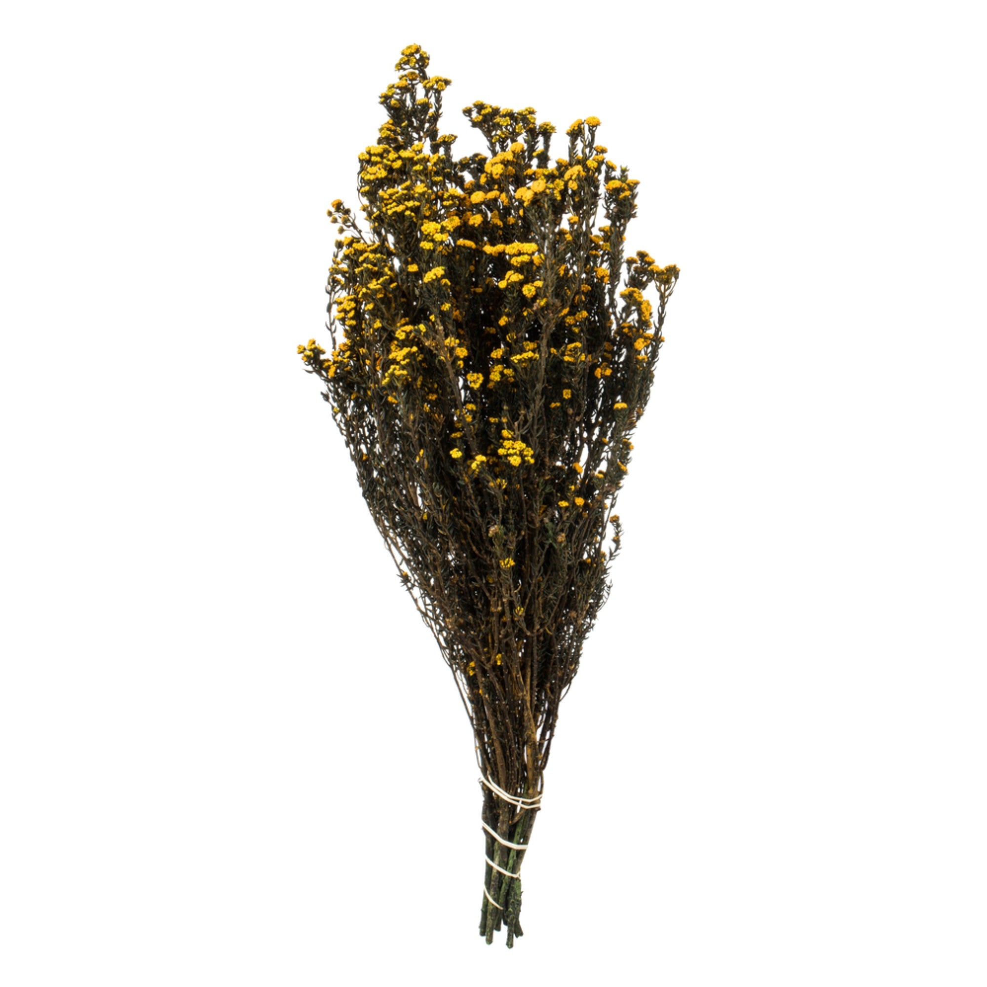 12-22” Aspen Gold Phylica Bundle 5oz