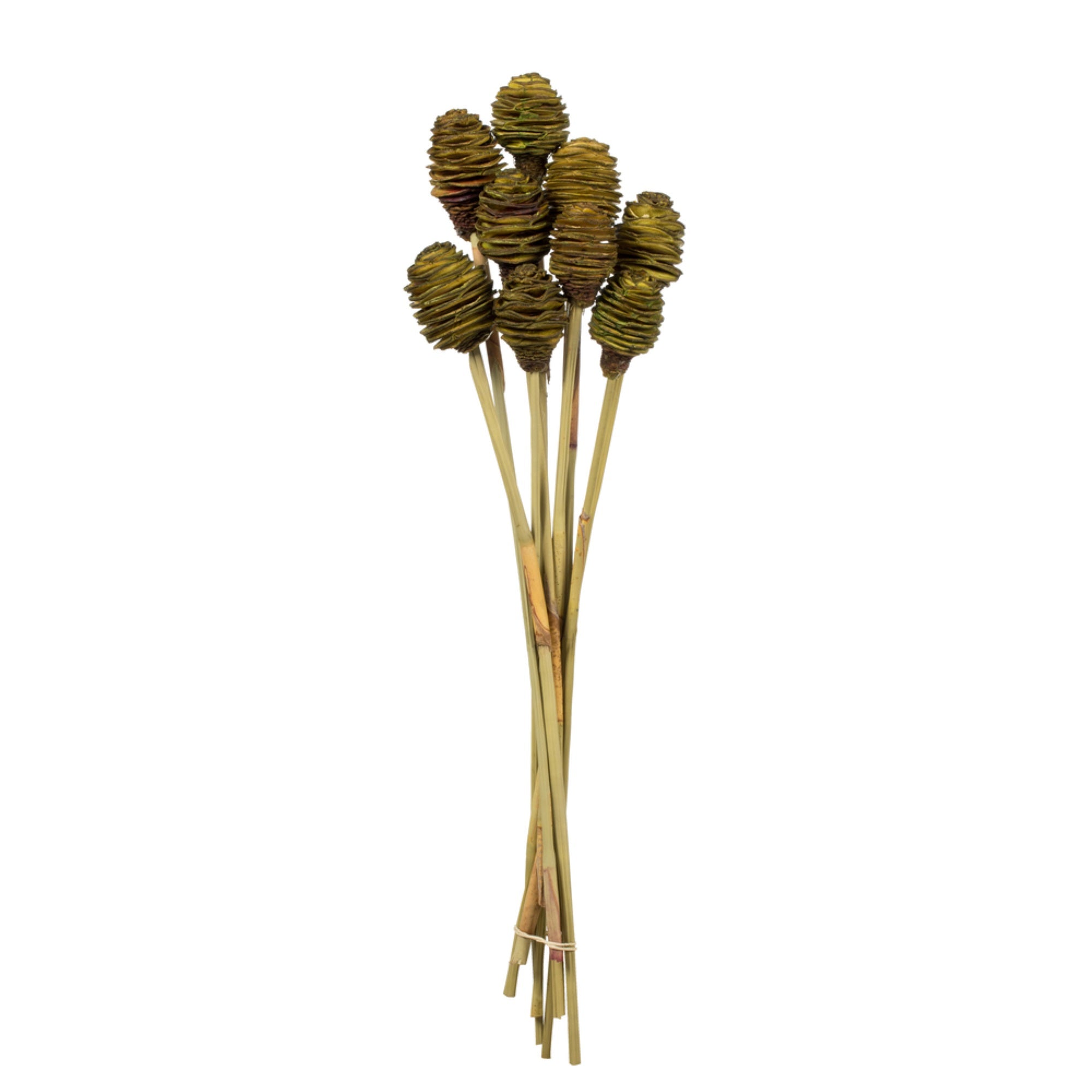 18-24” Basil Platy Cone Stem 20/Pk