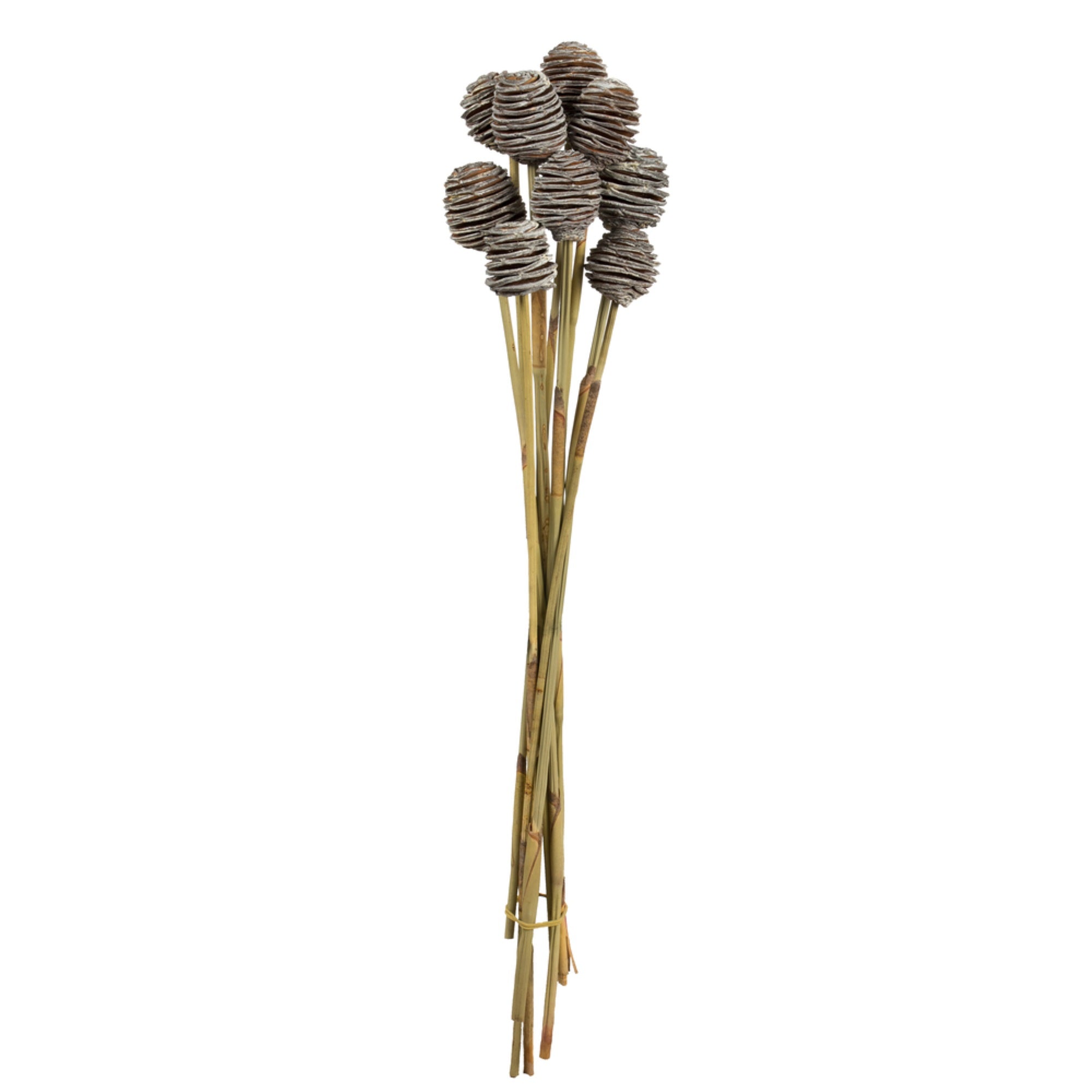 18-24” Frstd White Platy Cone Stem 20/Pk
