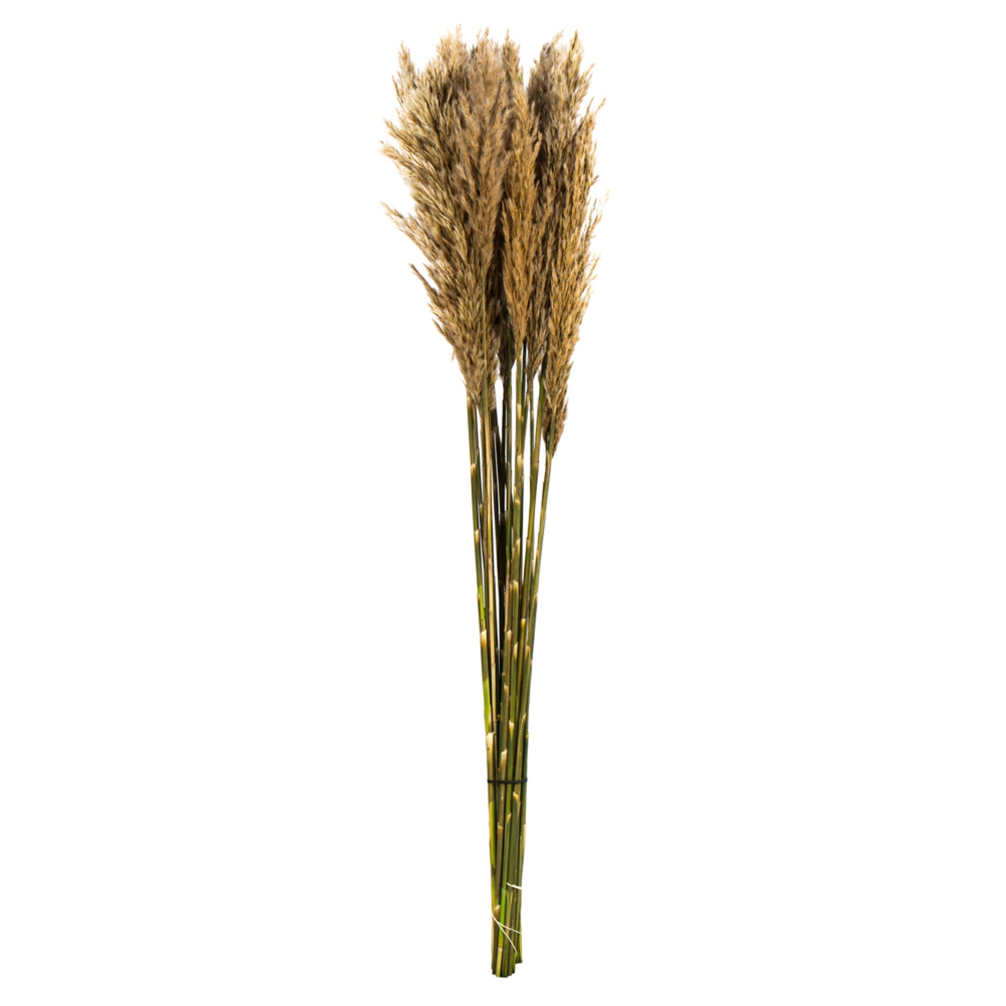 36” Ivory Plume Reed Bundle 7oz