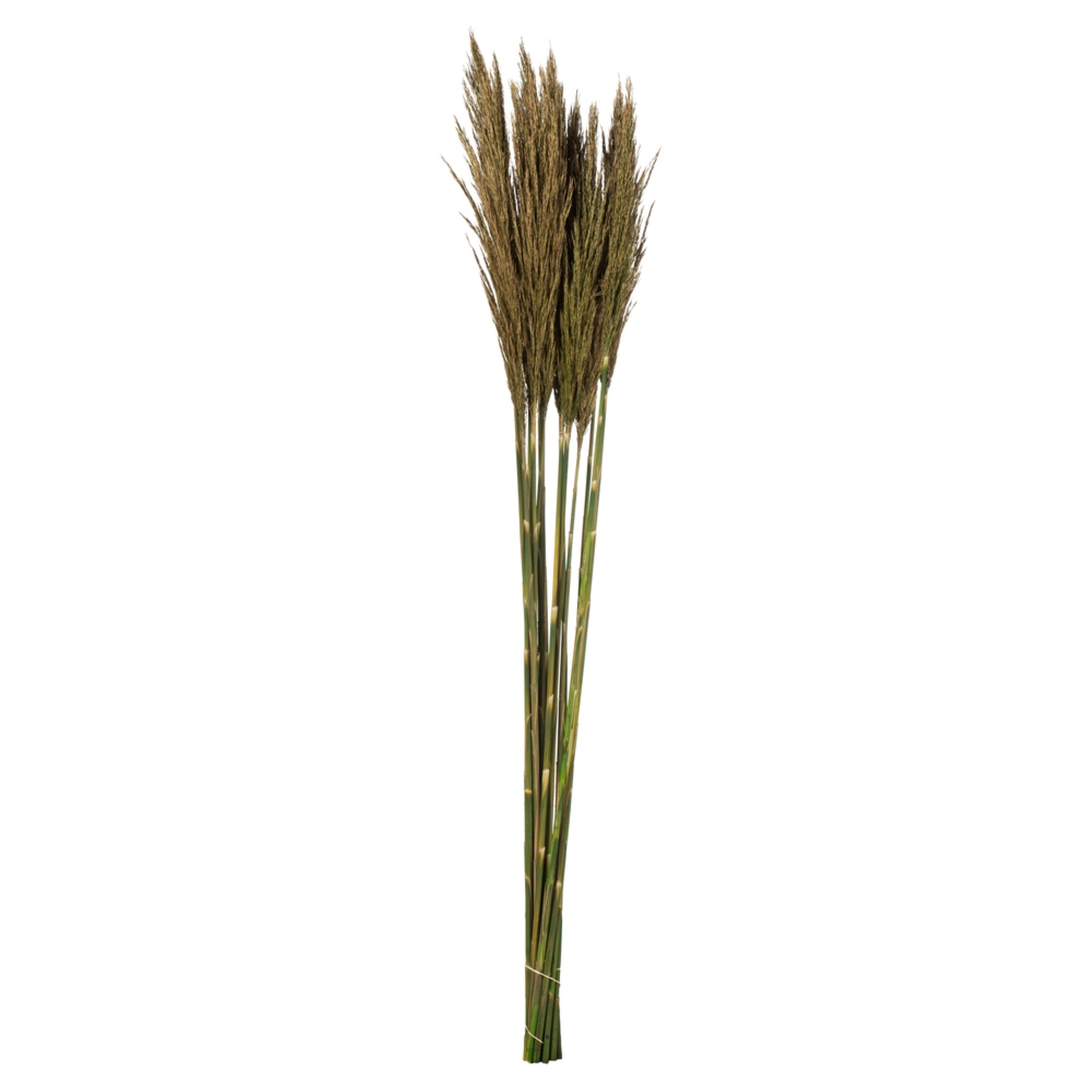 36” Natural Green Plume Reed Bundle 7oz
