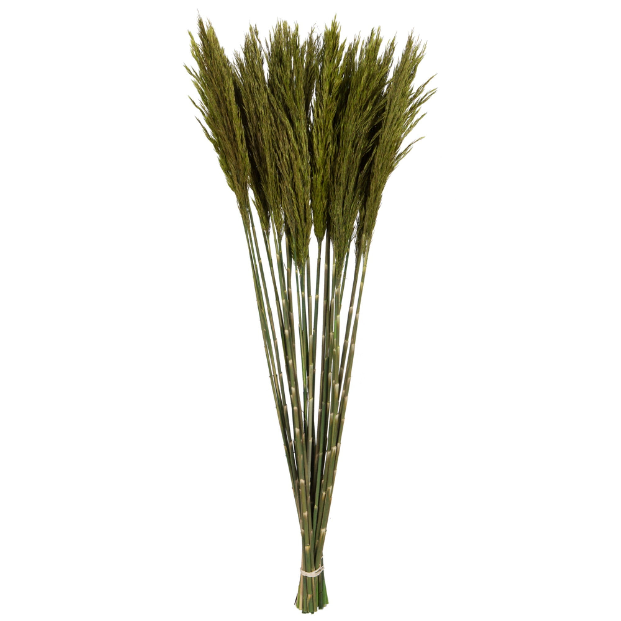36” Green Plume Reed 7oz Bundle 2/Pk
