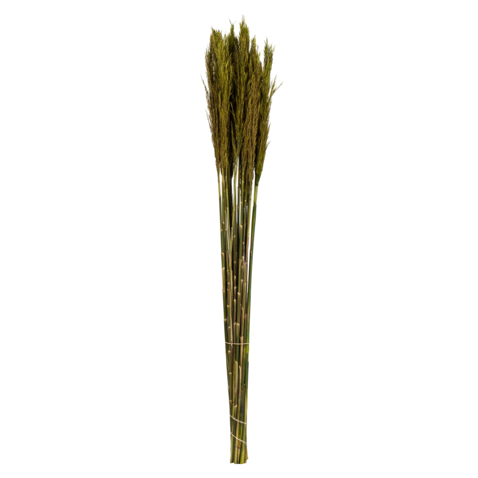 36” Green Plume Reed Bundle 7oz