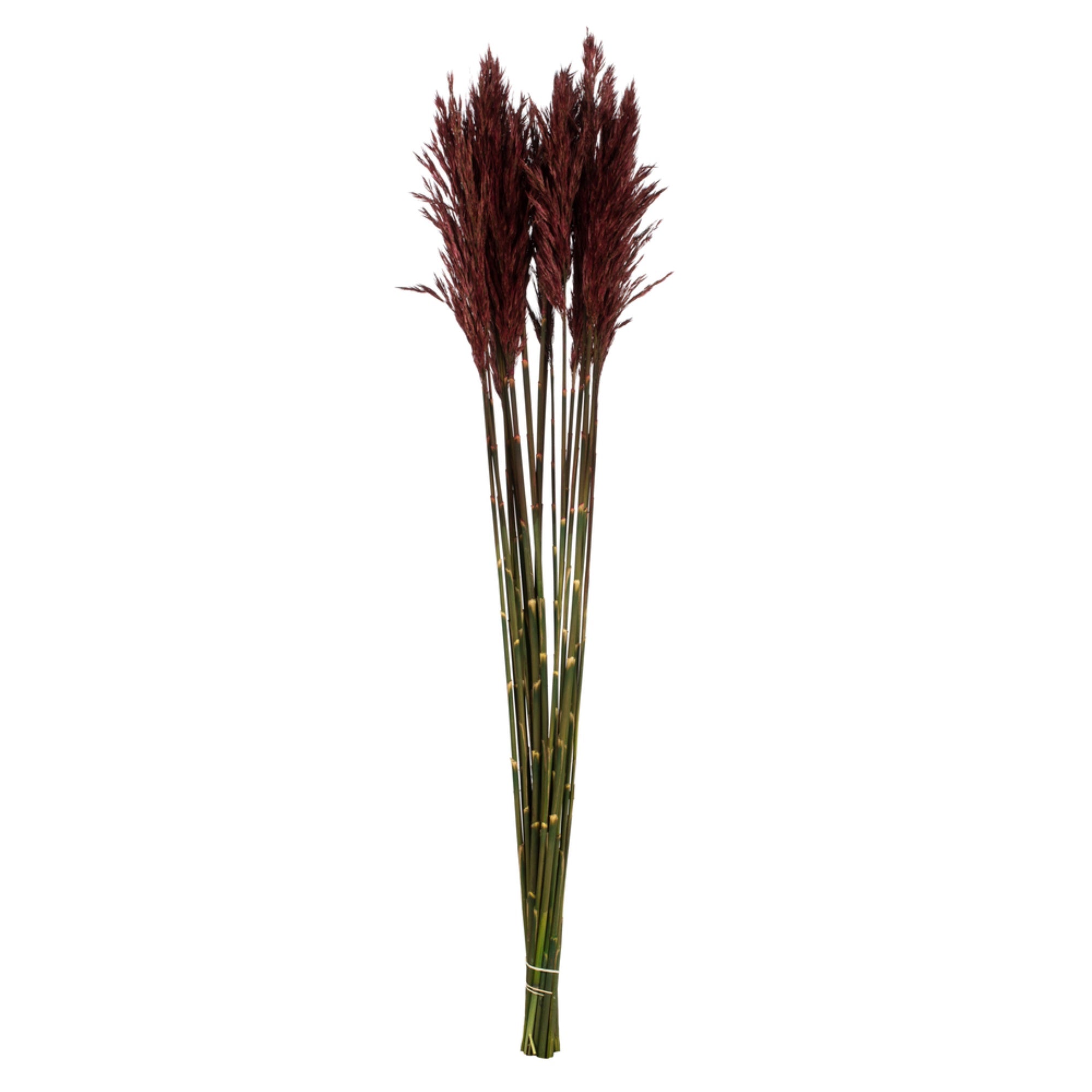 36” Merlot Plume Reed Bundle 7oz