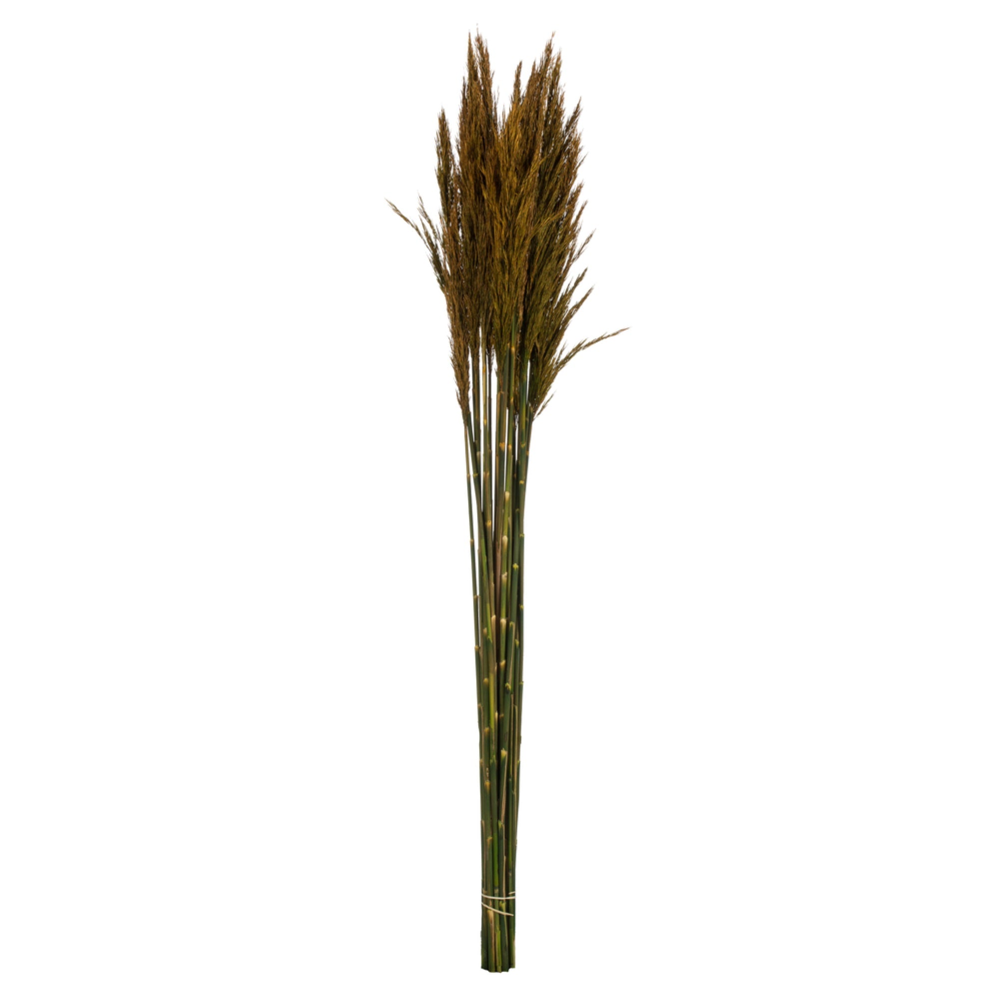 36” Aspen Gold Plume Reed Bundle 2/Pk