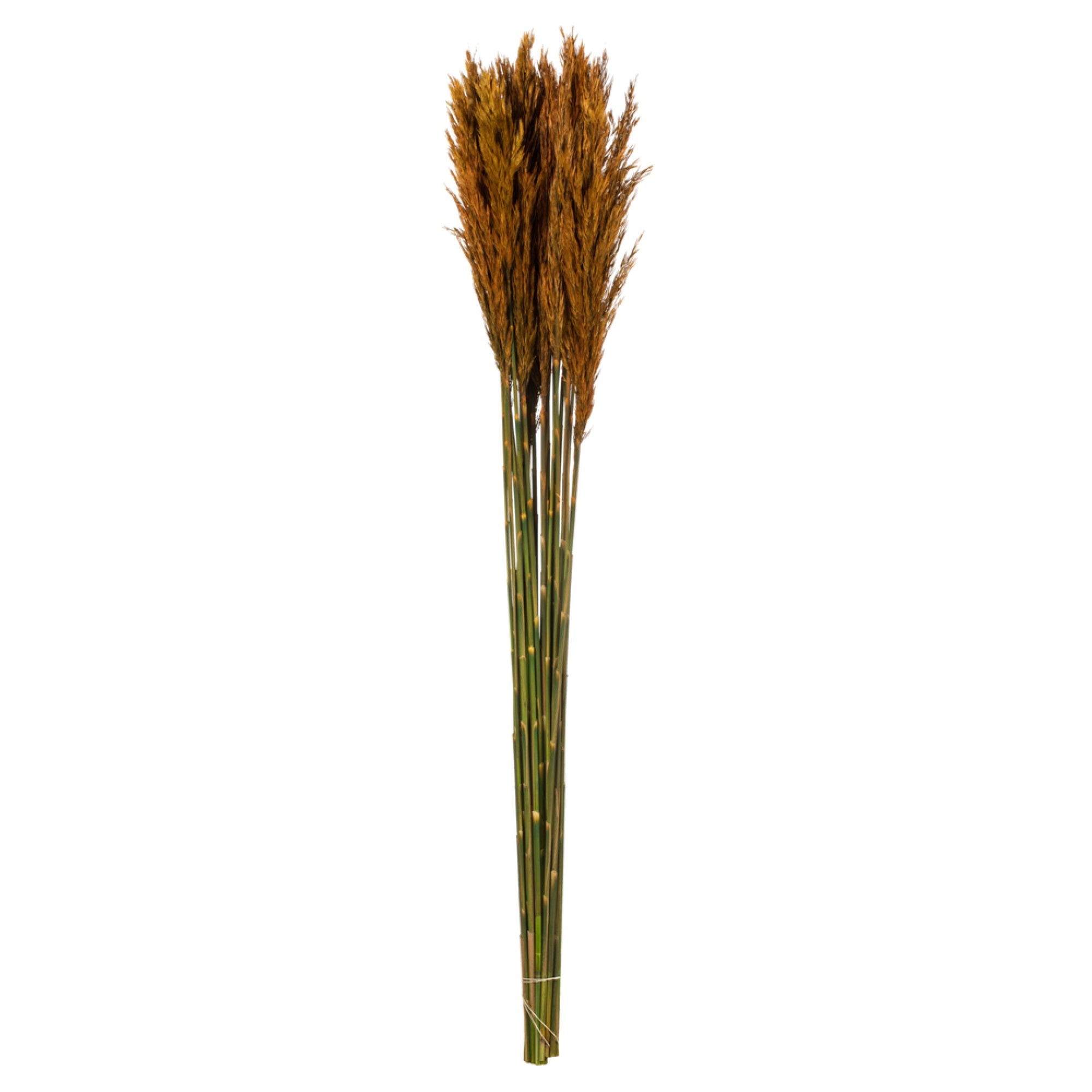 36” Autumn Plume Reed Bundle 7oz