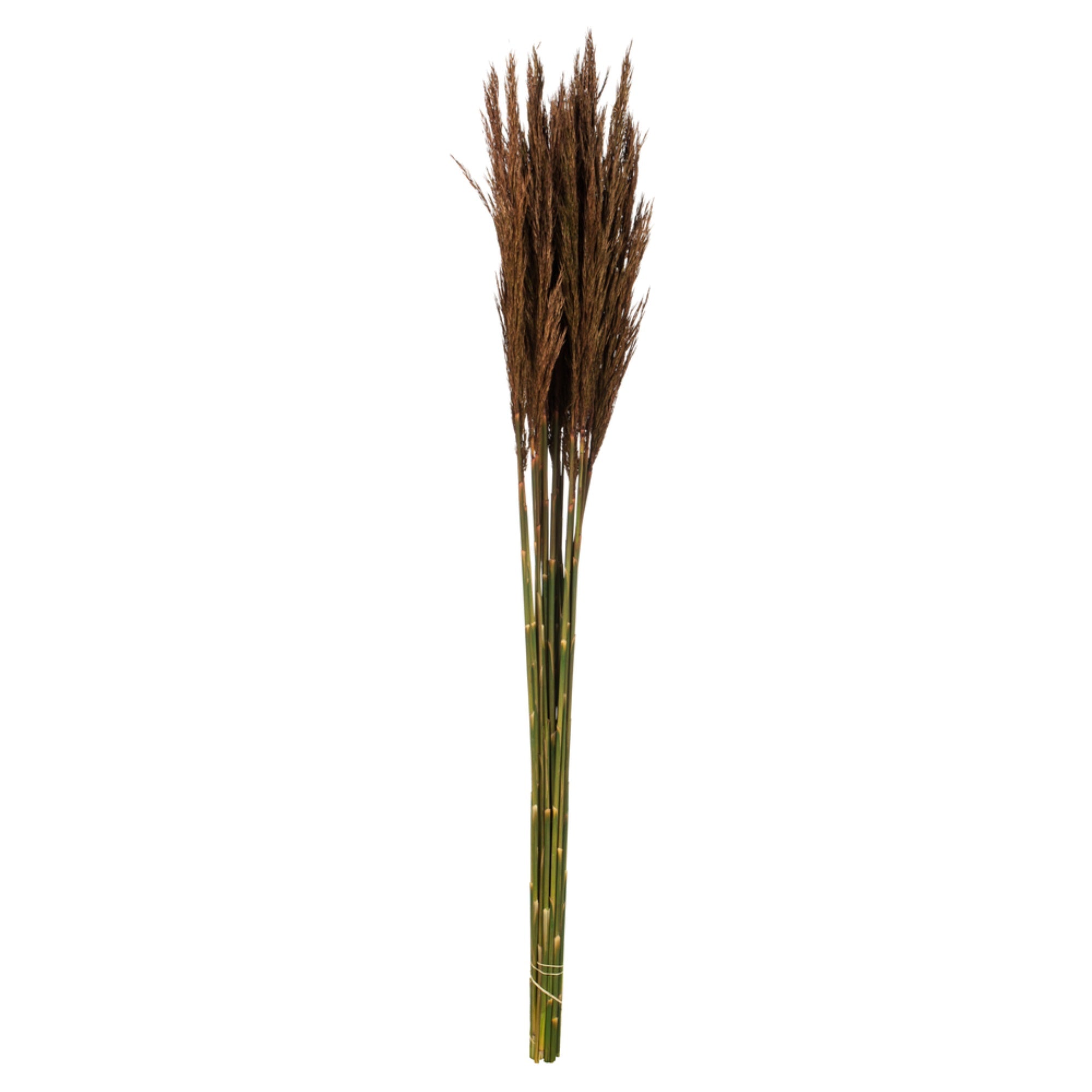 36” Brown Plume Reed Bundle 7oz
