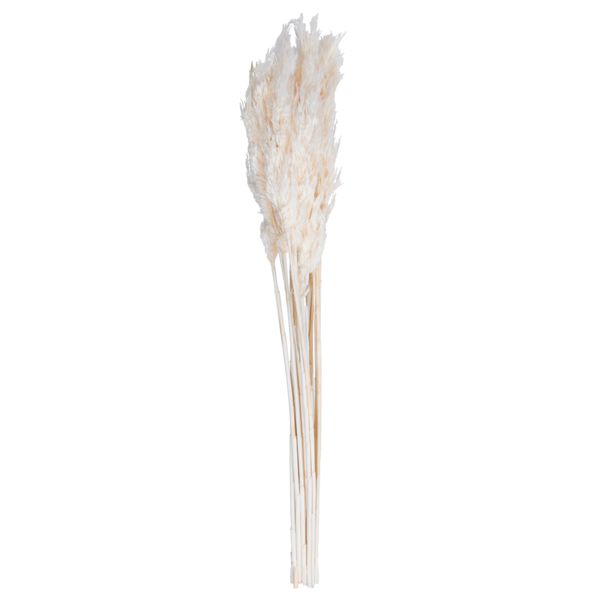 36” Bleached Plume Reed 7oz Bundle 2/Pk