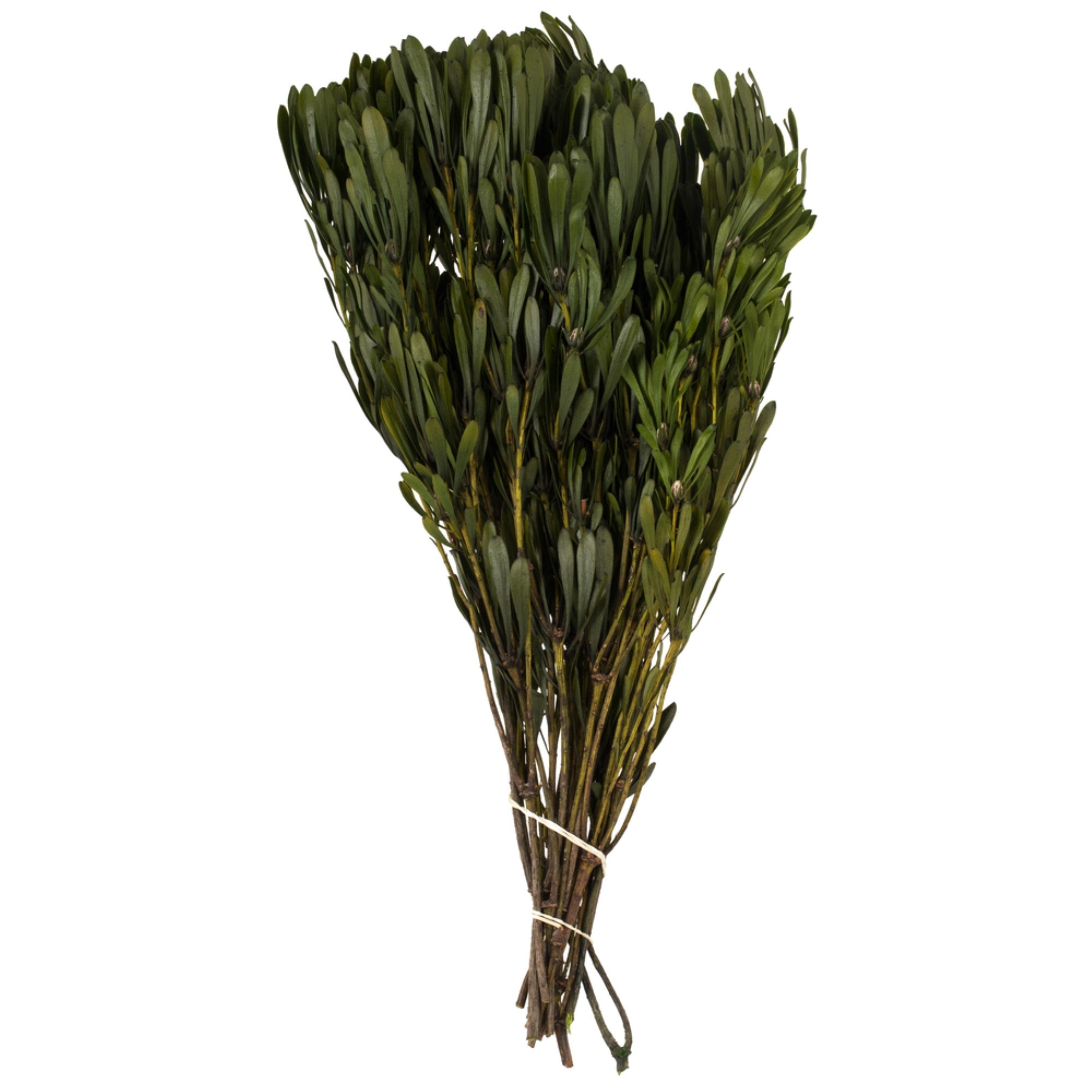 Vickerman 18-24” Oasis Green Platys Foliage Bundle Comes in a 5 oz Bundle Preserved