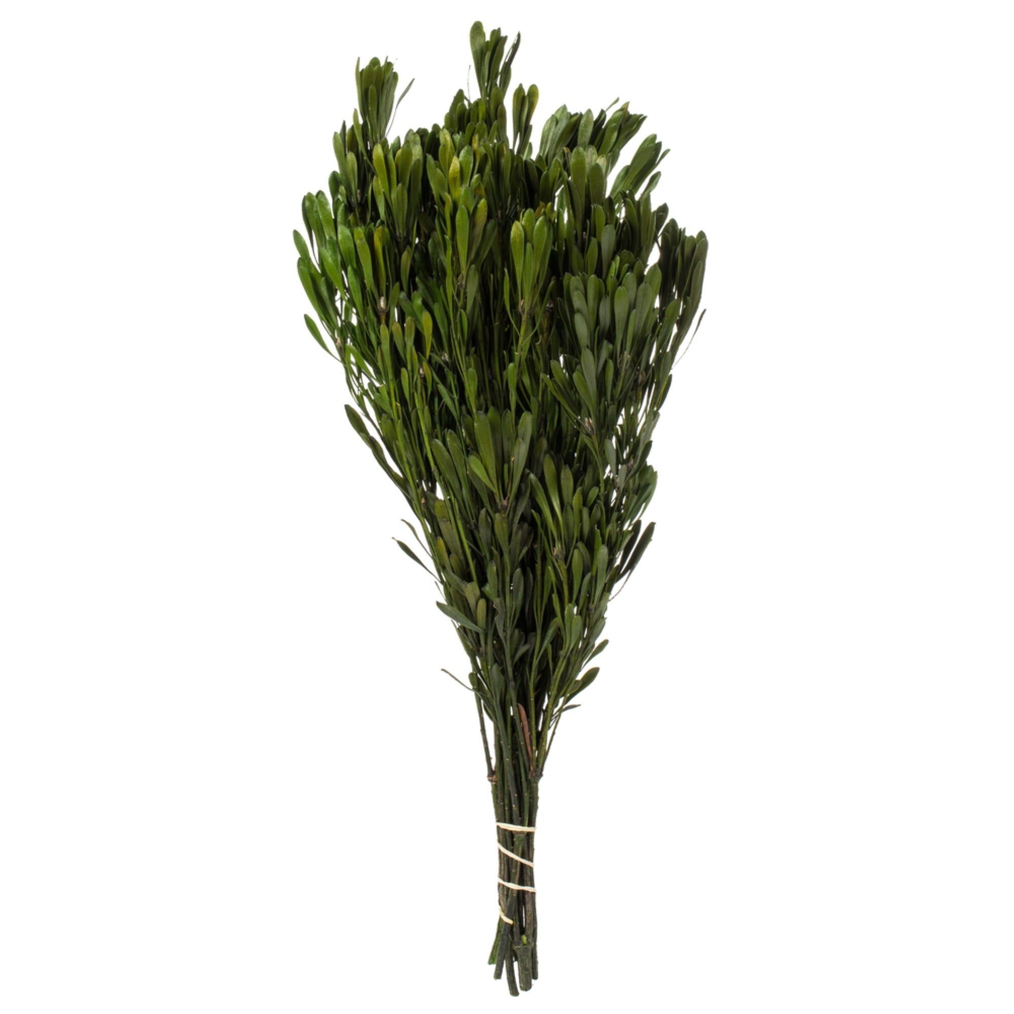 Vickerman 18-24” Spring Green Platys Foliage Comes in a 5 oz Bundle Preserved