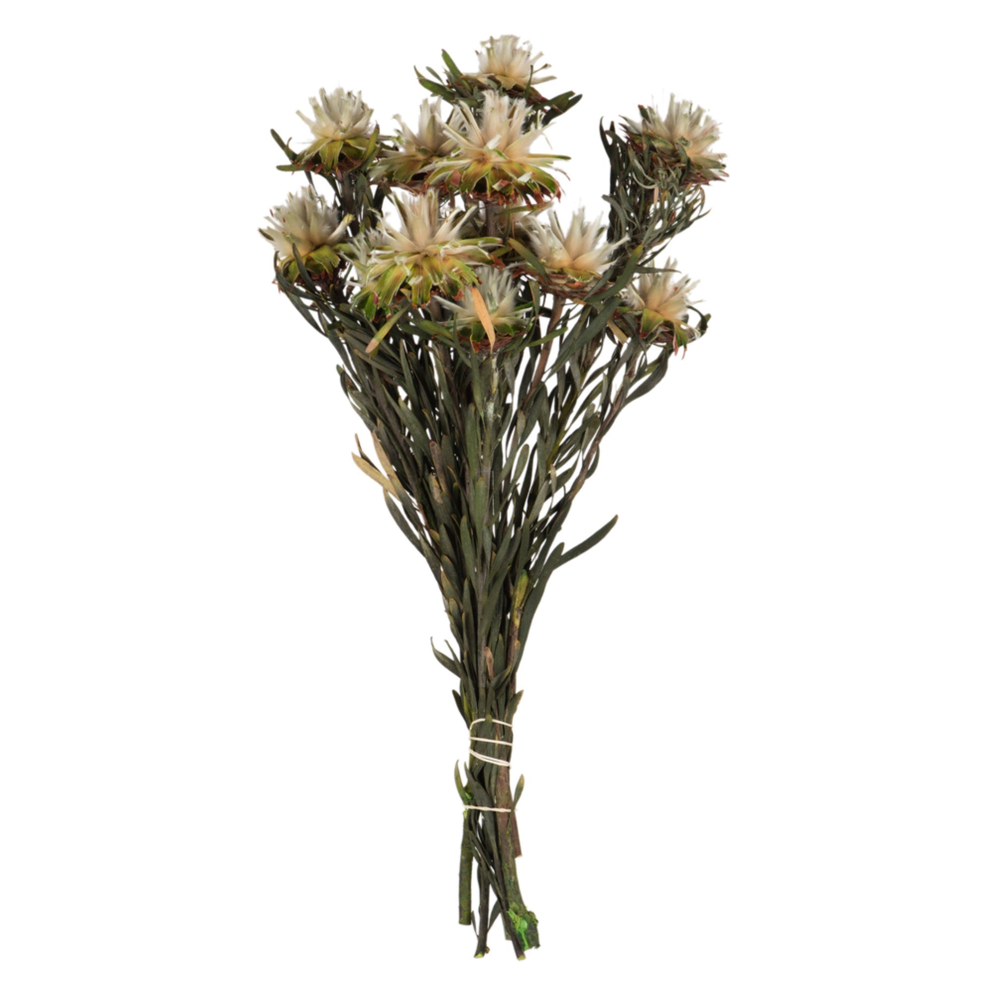 8-20” Natural Plumosum Bundle 8 Heads