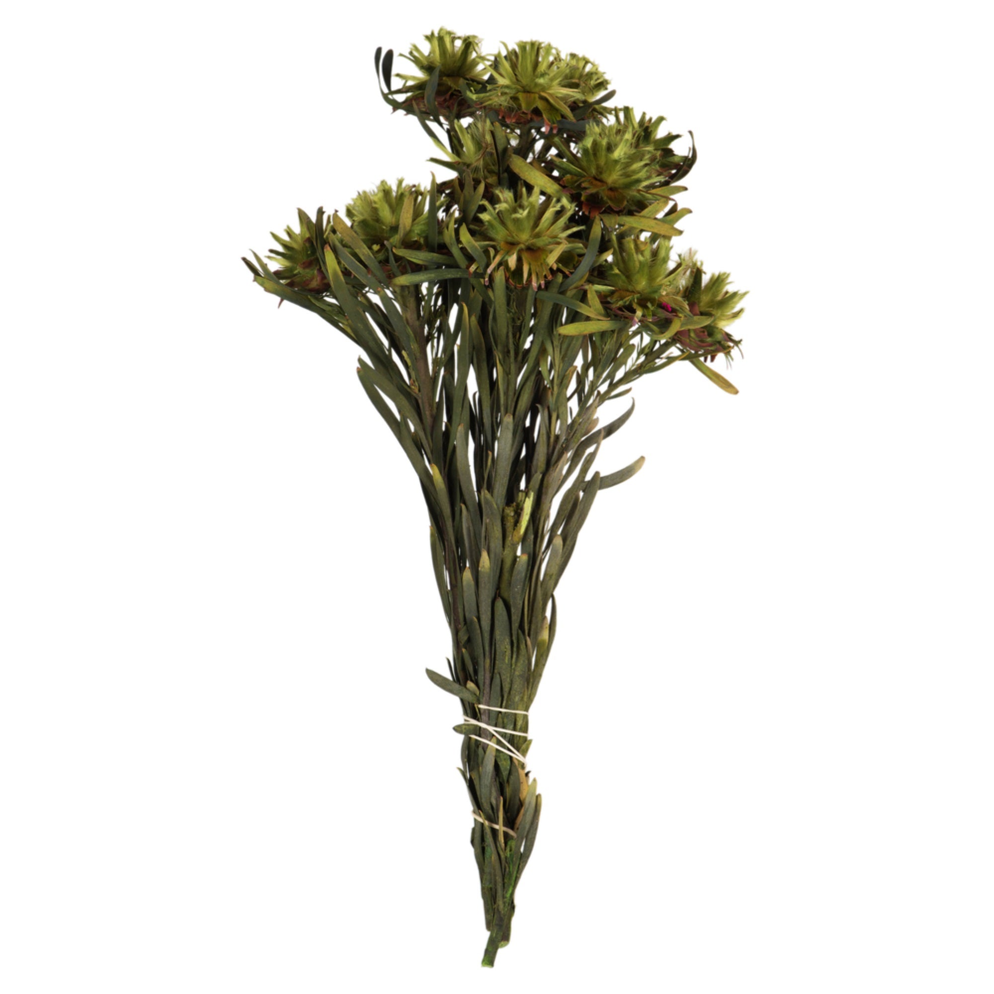 8-20” Basil Plumosum Bundle 8 Heads